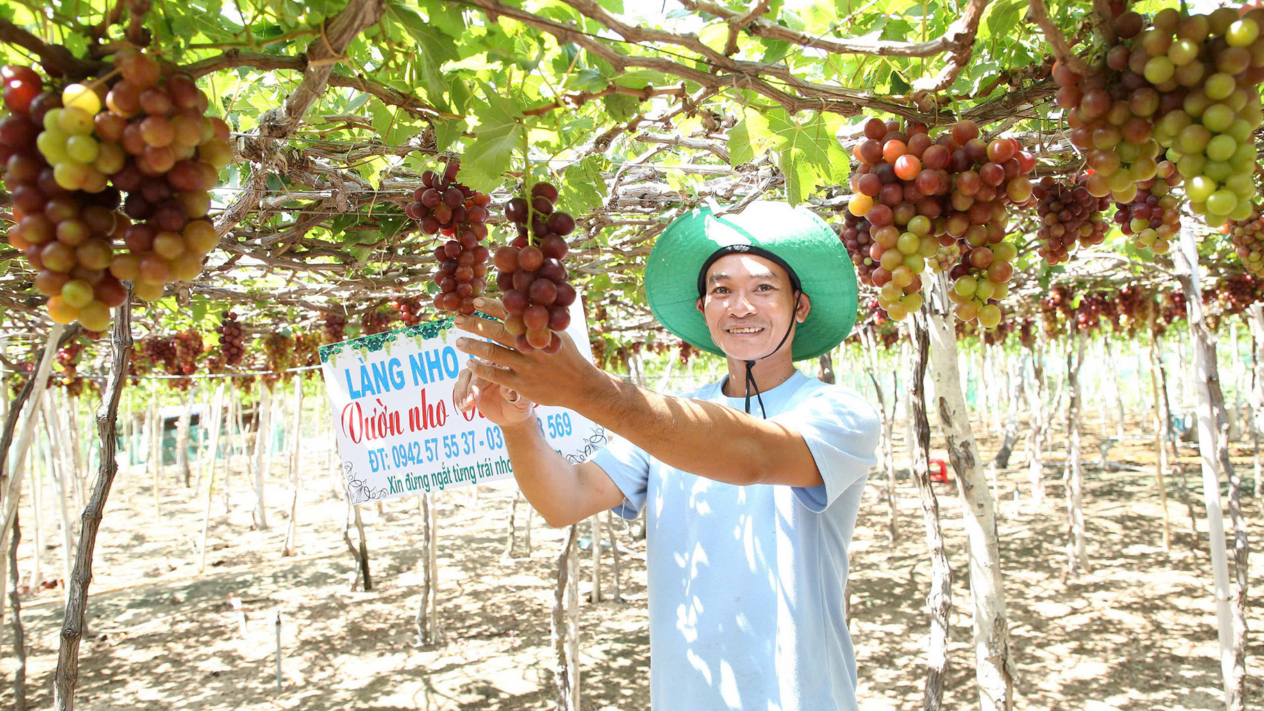 Nghề trồng nho ở Ninh Thuận. (Ảnh: NGUYỄN TRUNG)