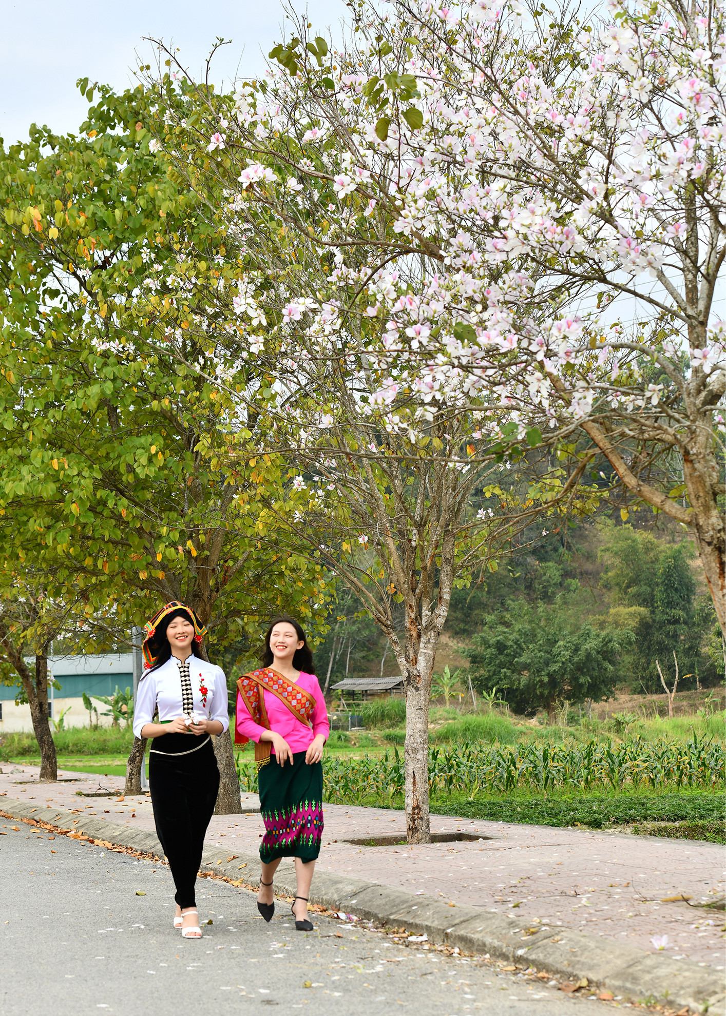 Mùa hoa ban bung nở nơi núi rừng lòng chảo Điện Biên. Mùa hoa ban bung nở nơi núi rừng lòng chảo Điện Biên.