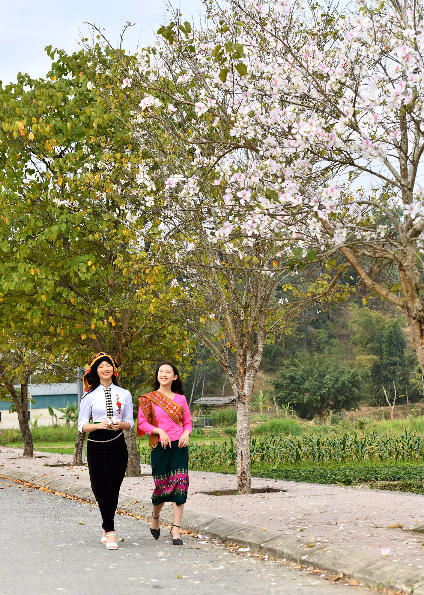Mùa hoa ban bung nở nơi núi rừng lòng chảo Điện Biên.