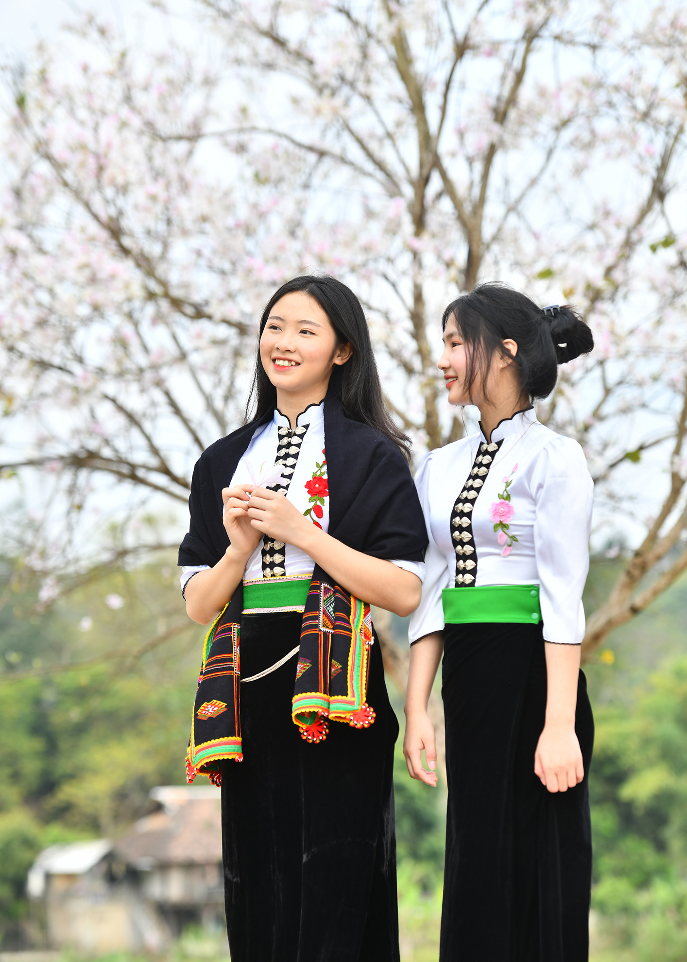 Màu trắng tinh khôi của hoa ban thường được ví như vẻ đẹp trong sáng của thiếu nữ miền Tây Bắc. Màu trắng tinh khôi của hoa ban thường được ví như vẻ đẹp trong sáng của thiếu nữ miền Tây Bắc.