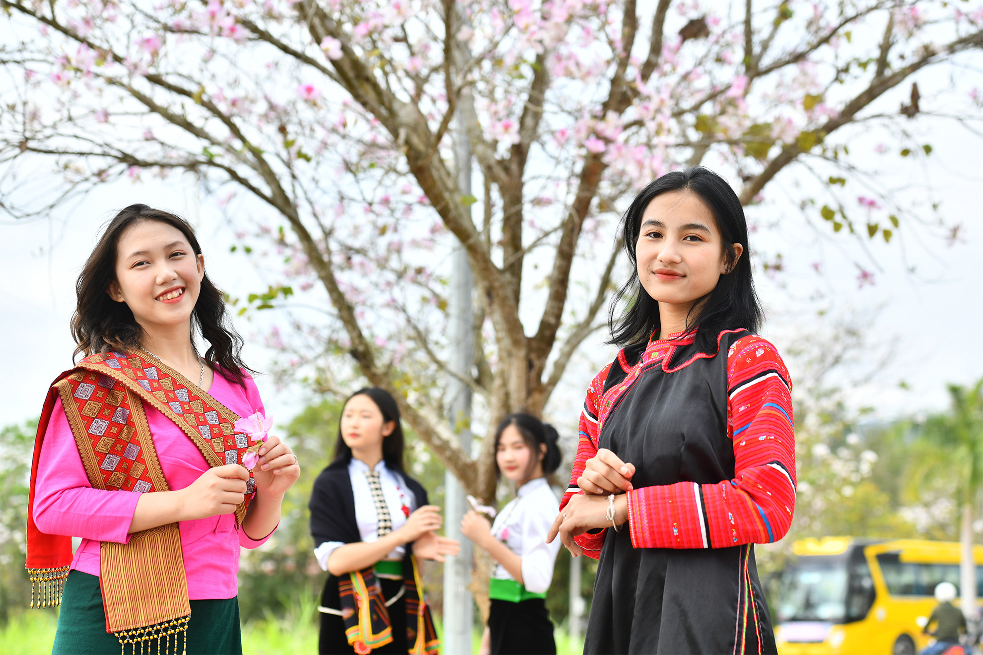 Khoe sắc cùng mùa xuân của núi rừng. Khoe sắc cùng mùa xuân của núi rừng.