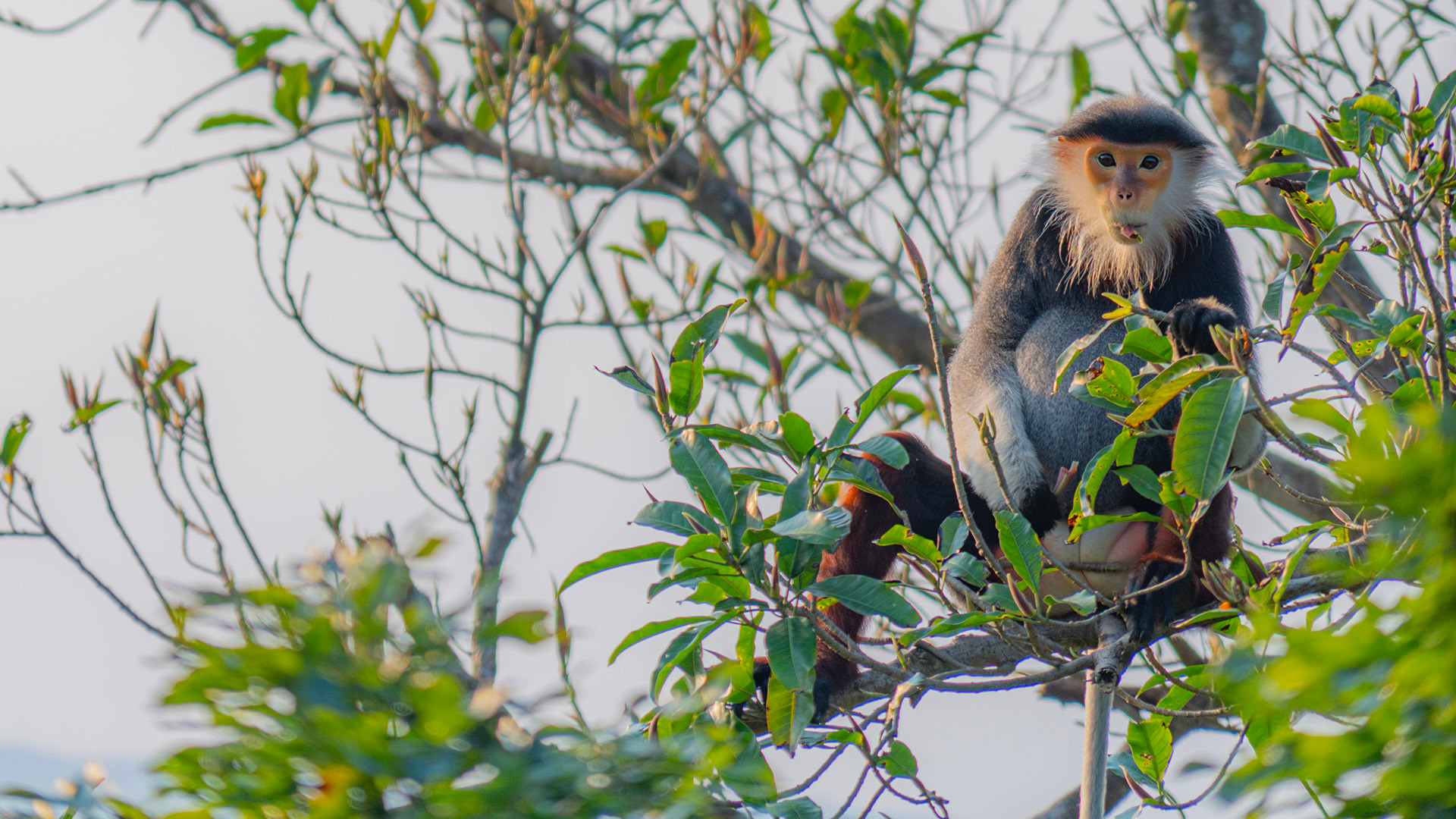 Voọc chà vá chân nâu: Nét chấm phá của thiên nhiên trên bán đảo xanh ảnh 4