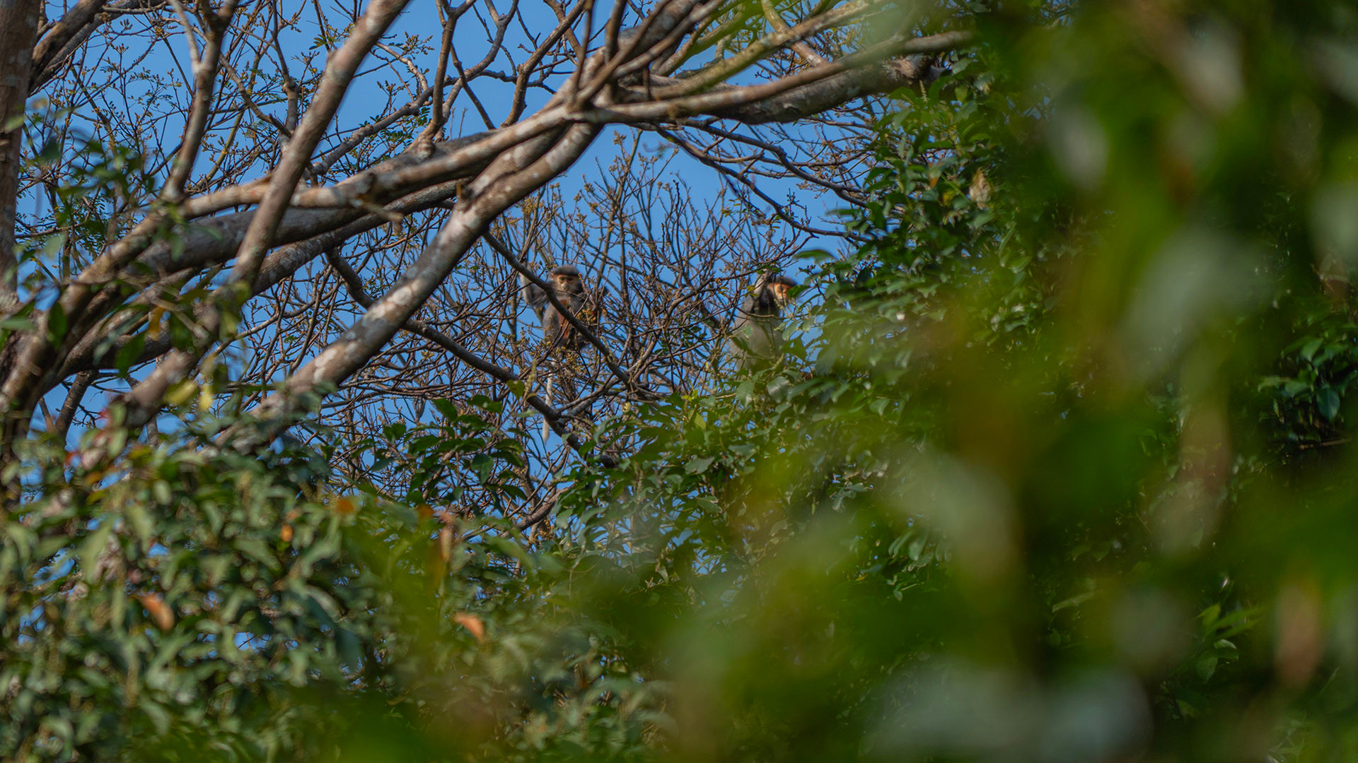 Voọc chà vá chân nâu: Nét chấm phá của thiên nhiên trên bán đảo xanh ảnh 2