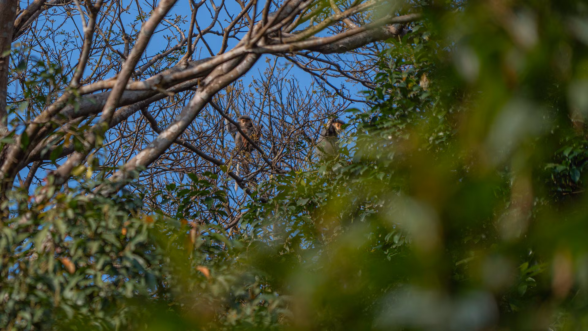 Voọc chà vá chân nâu: Nét chấm phá của thiên nhiên trên bán đảo xanh ảnh 2