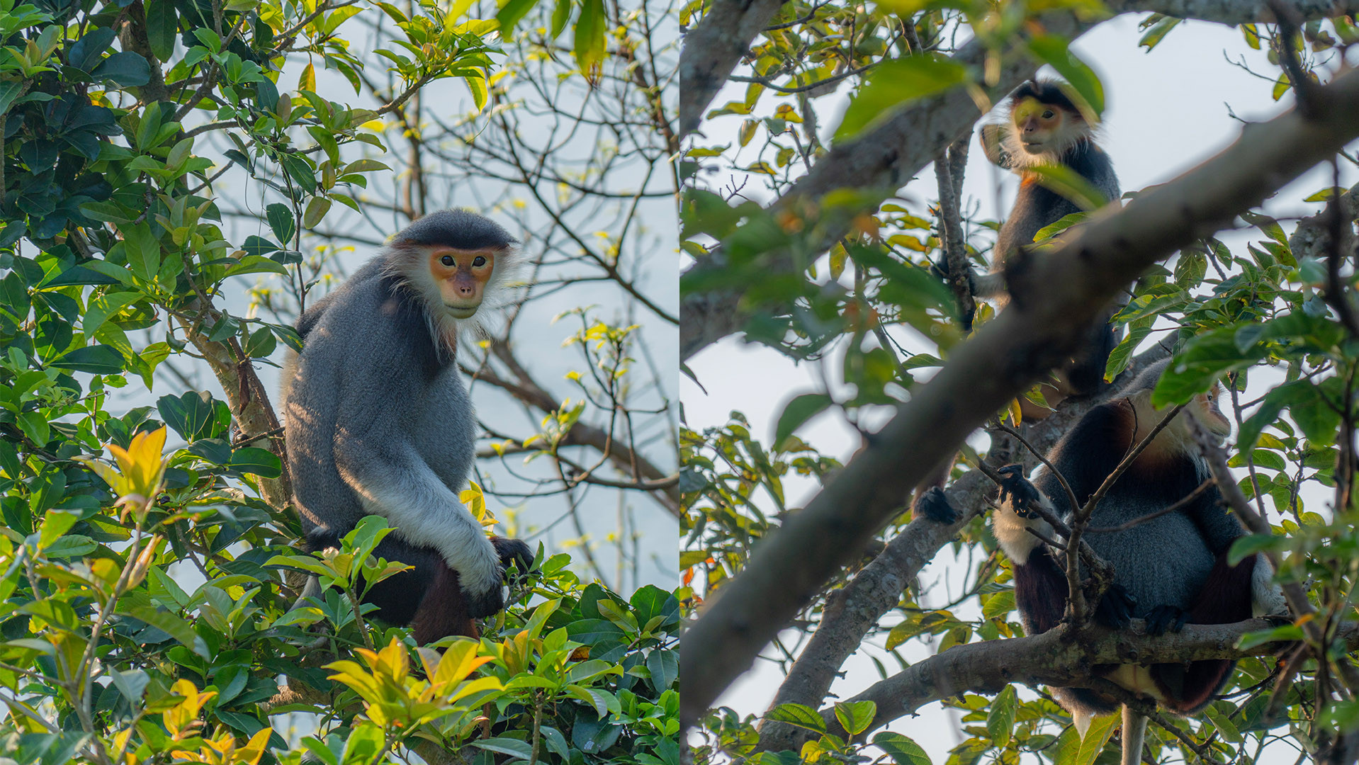 Voọc chà vá chân nâu: Nét chấm phá của thiên nhiên trên bán đảo xanh ảnh 3