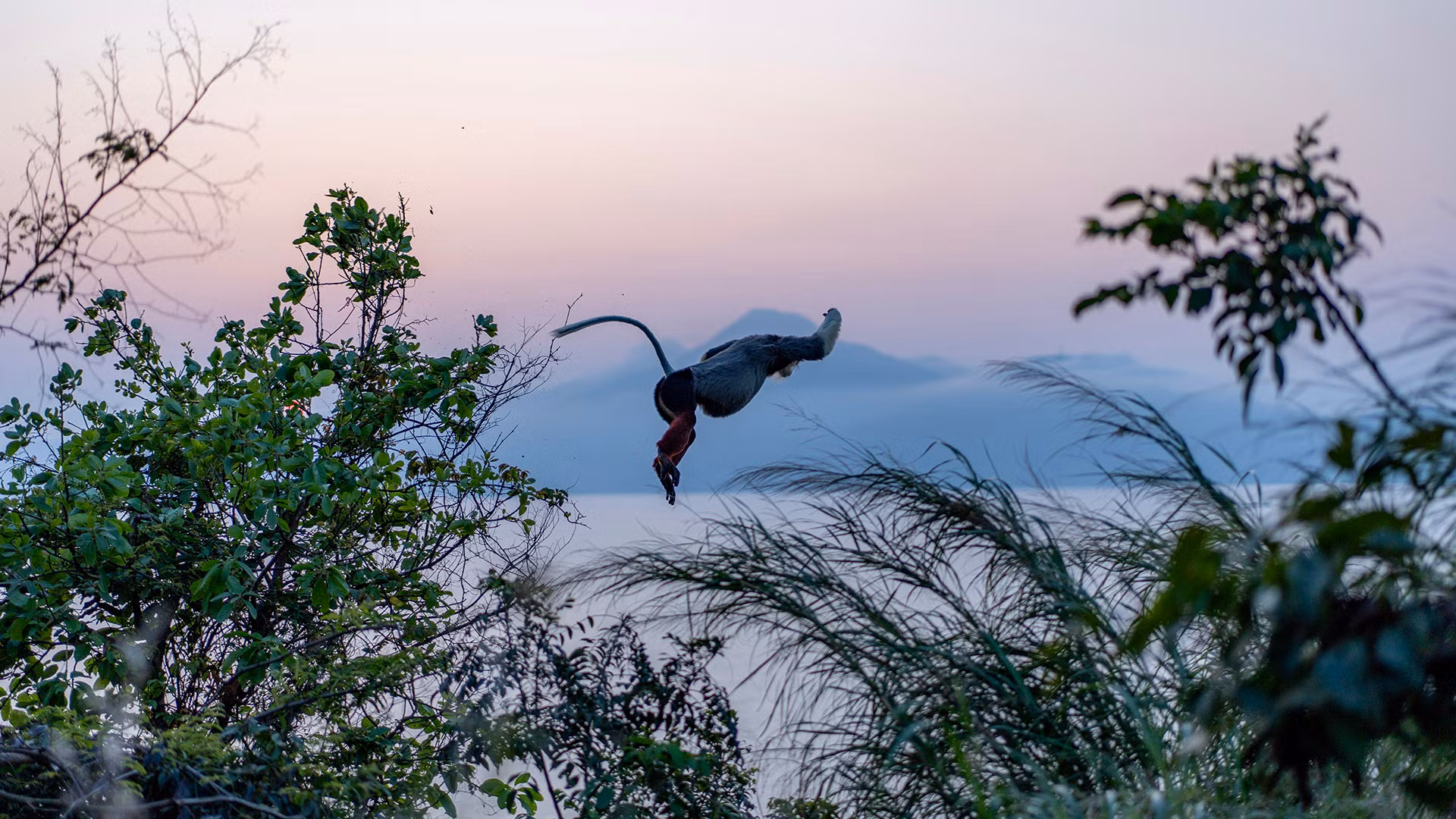 Voọc chà vá chân nâu: Nét chấm phá của thiên nhiên trên bán đảo xanh ảnh 7