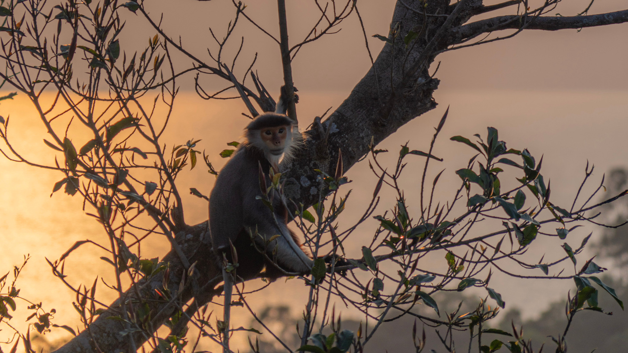 Voọc chà vá chân nâu: Nét chấm phá của thiên nhiên trên bán đảo xanh ảnh 10