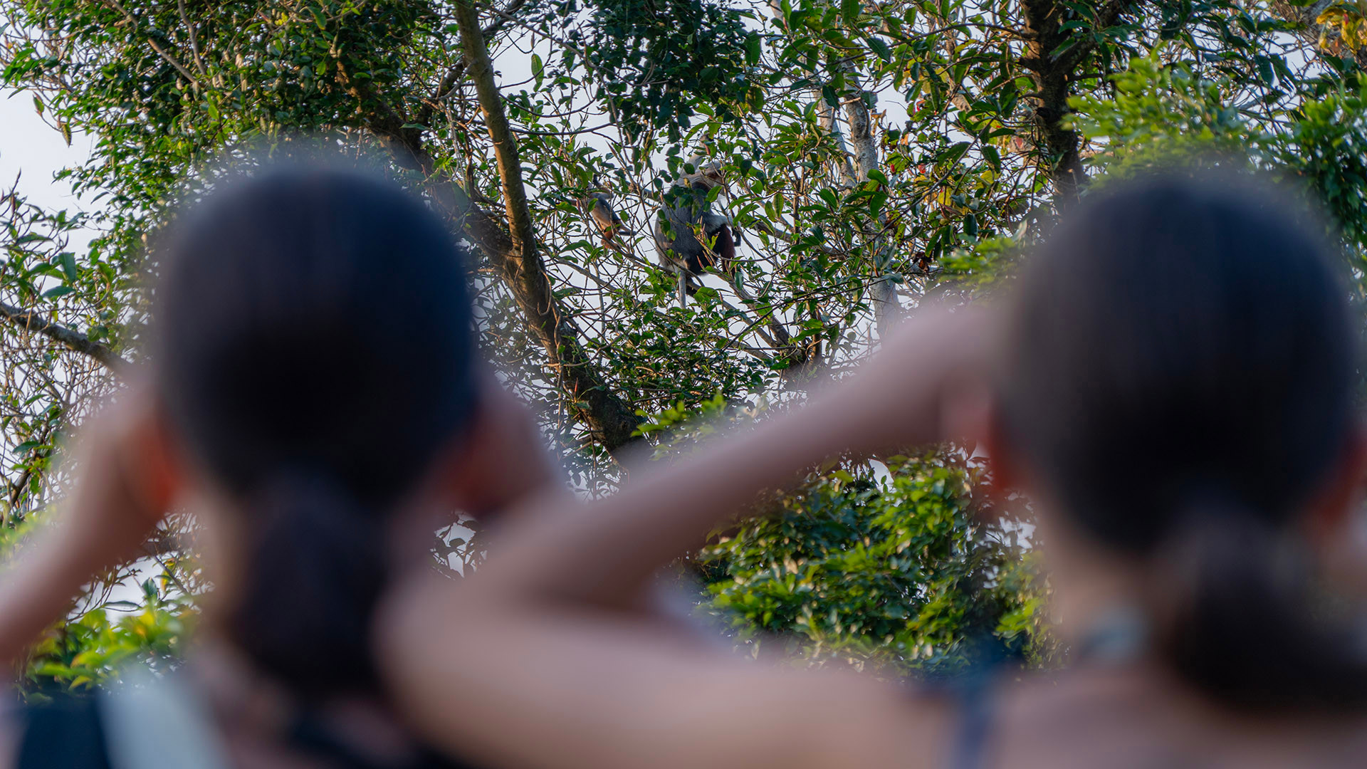 Voọc chà vá chân nâu: Nét chấm phá của thiên nhiên trên bán đảo xanh ảnh 9