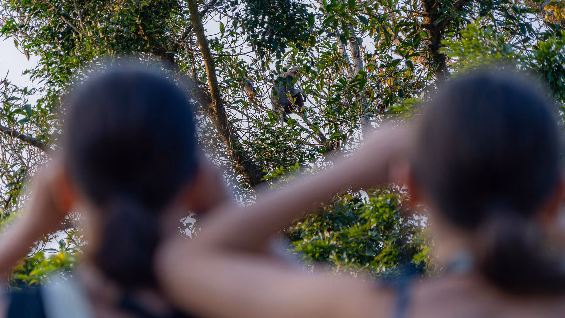 Voọc chà vá chân nâu: Nét chấm phá của thiên nhiên trên bán đảo xanh ảnh 9