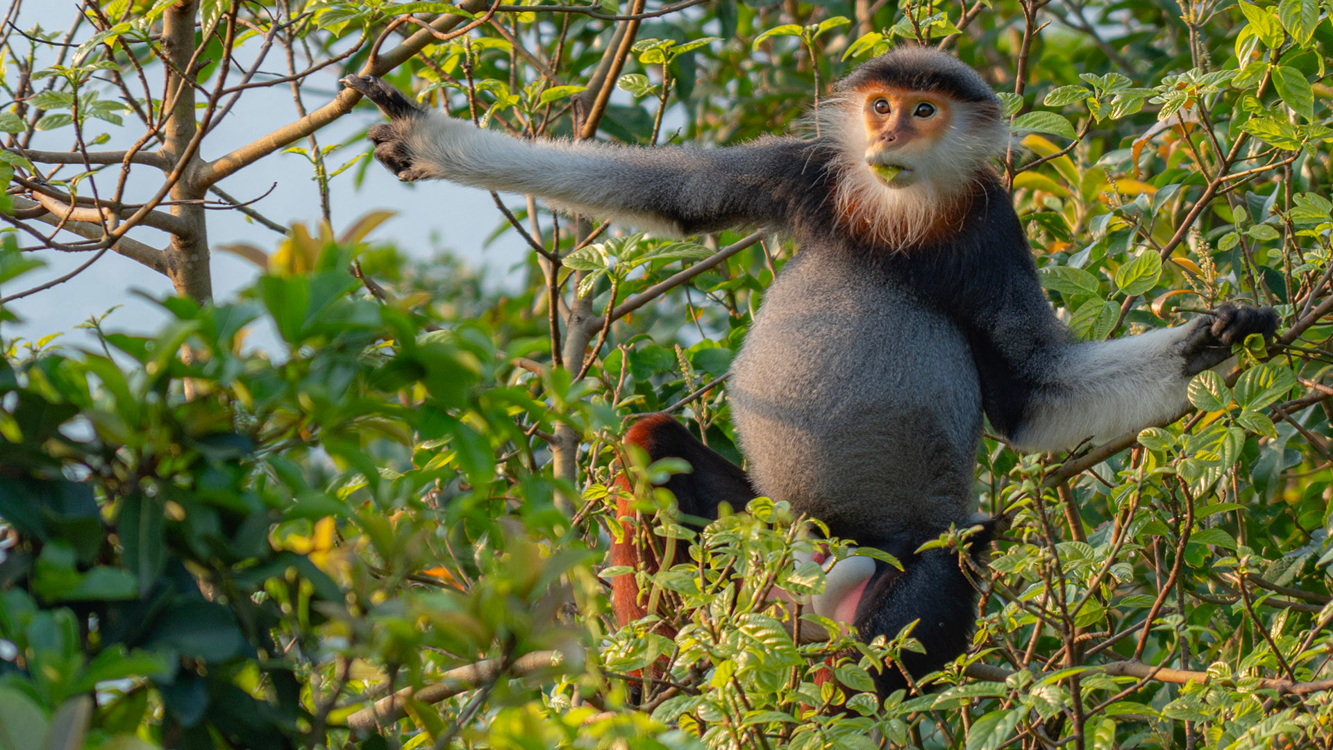 Voọc chà vá chân nâu: Nét chấm phá của thiên nhiên trên bán đảo xanh ảnh 5