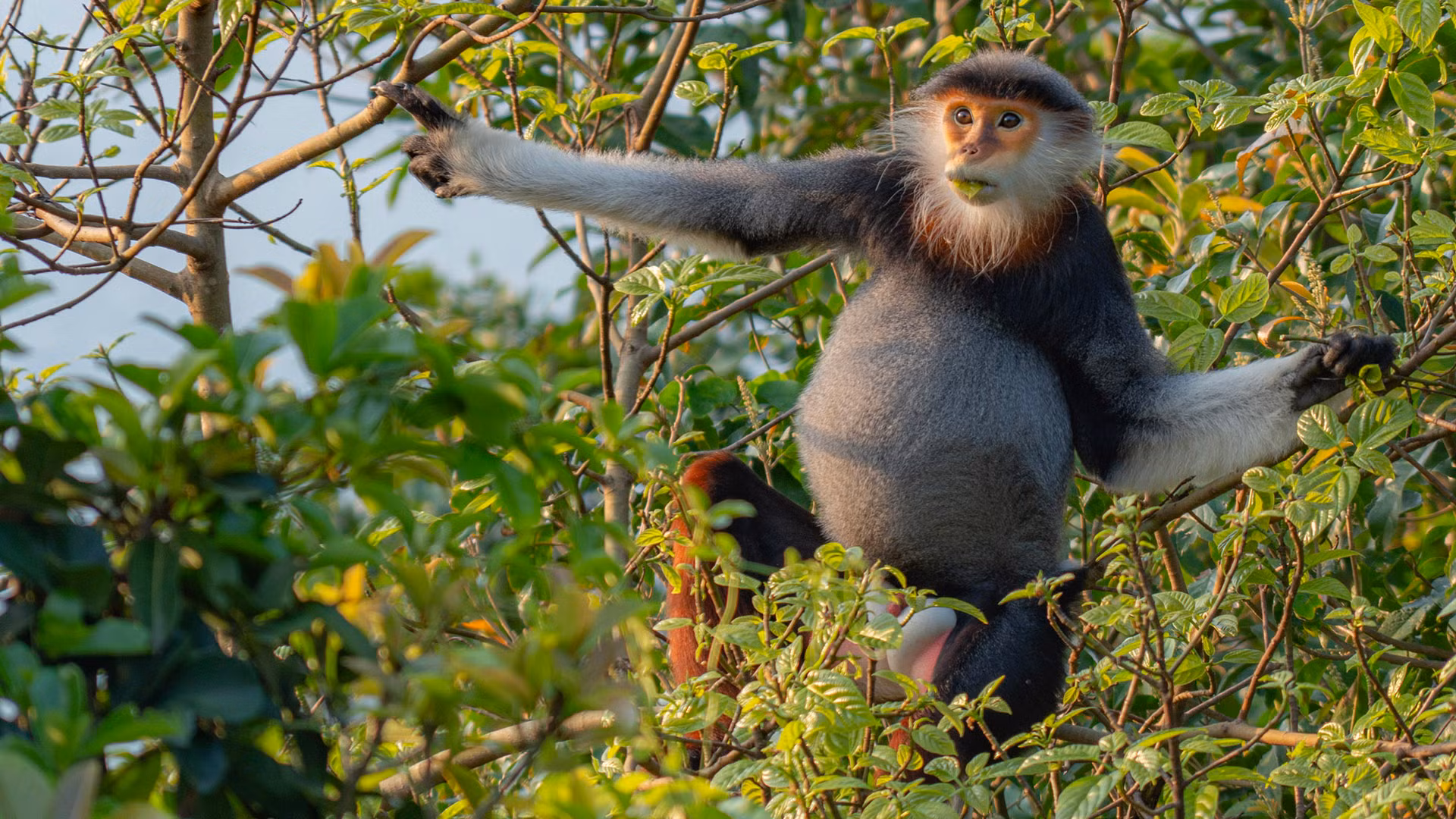 Voọc chà vá chân nâu: Nét chấm phá của thiên nhiên trên bán đảo xanh ảnh 5