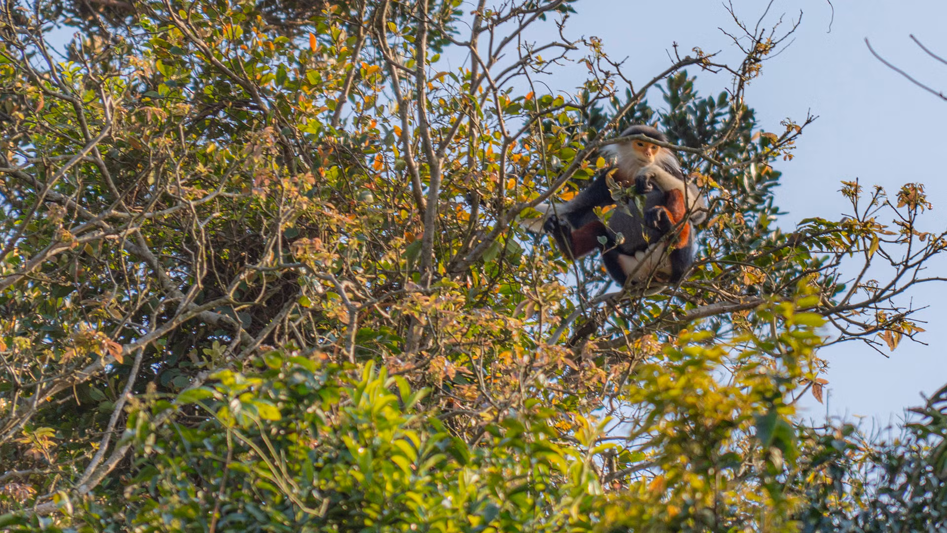 Voọc chà vá chân nâu: Nét chấm phá của thiên nhiên trên bán đảo xanh ảnh 6