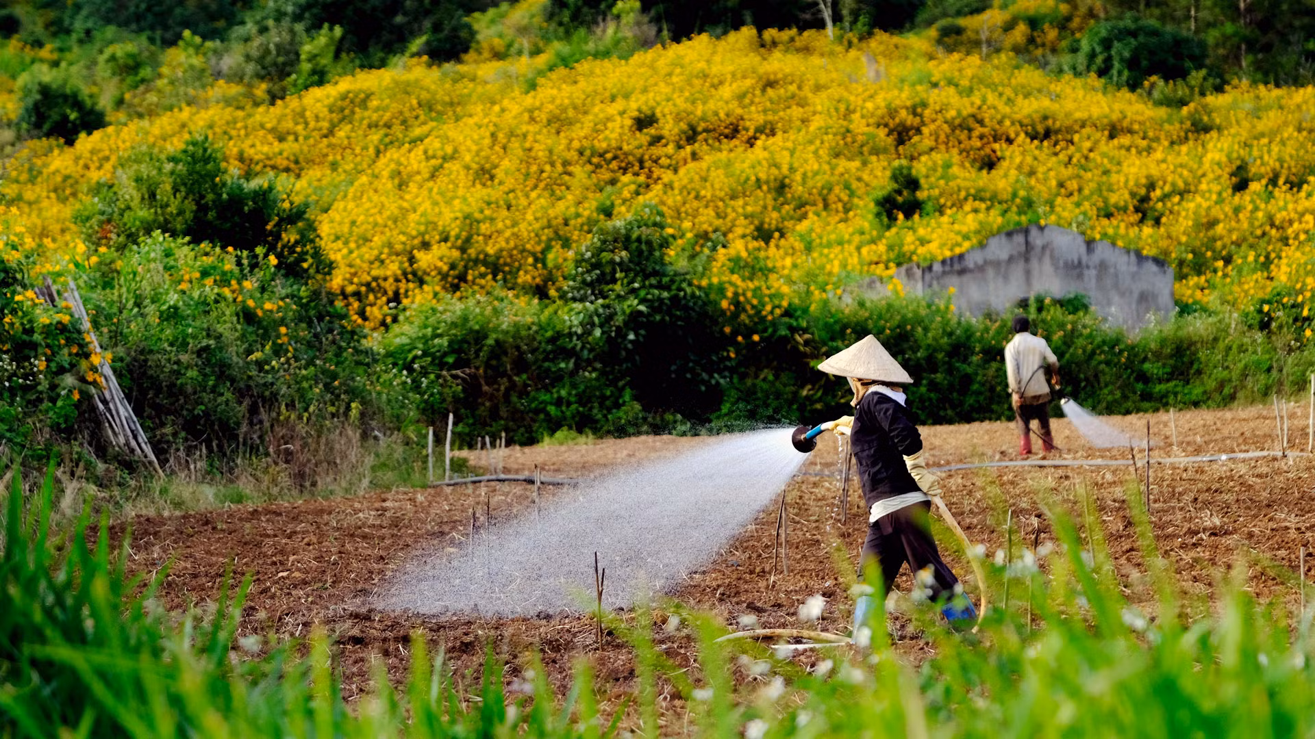 Chẳng cần khơi gợi gốc gác của dã quỳ. Ai đã từng đến cao nguyên Langbiang, hay gắn bó với vùng đất này đều không khỏi đắm say, ngẩn ngơ trước vẻ đẹp dã quỳ mỗi độ hoa vàng bung cánh.