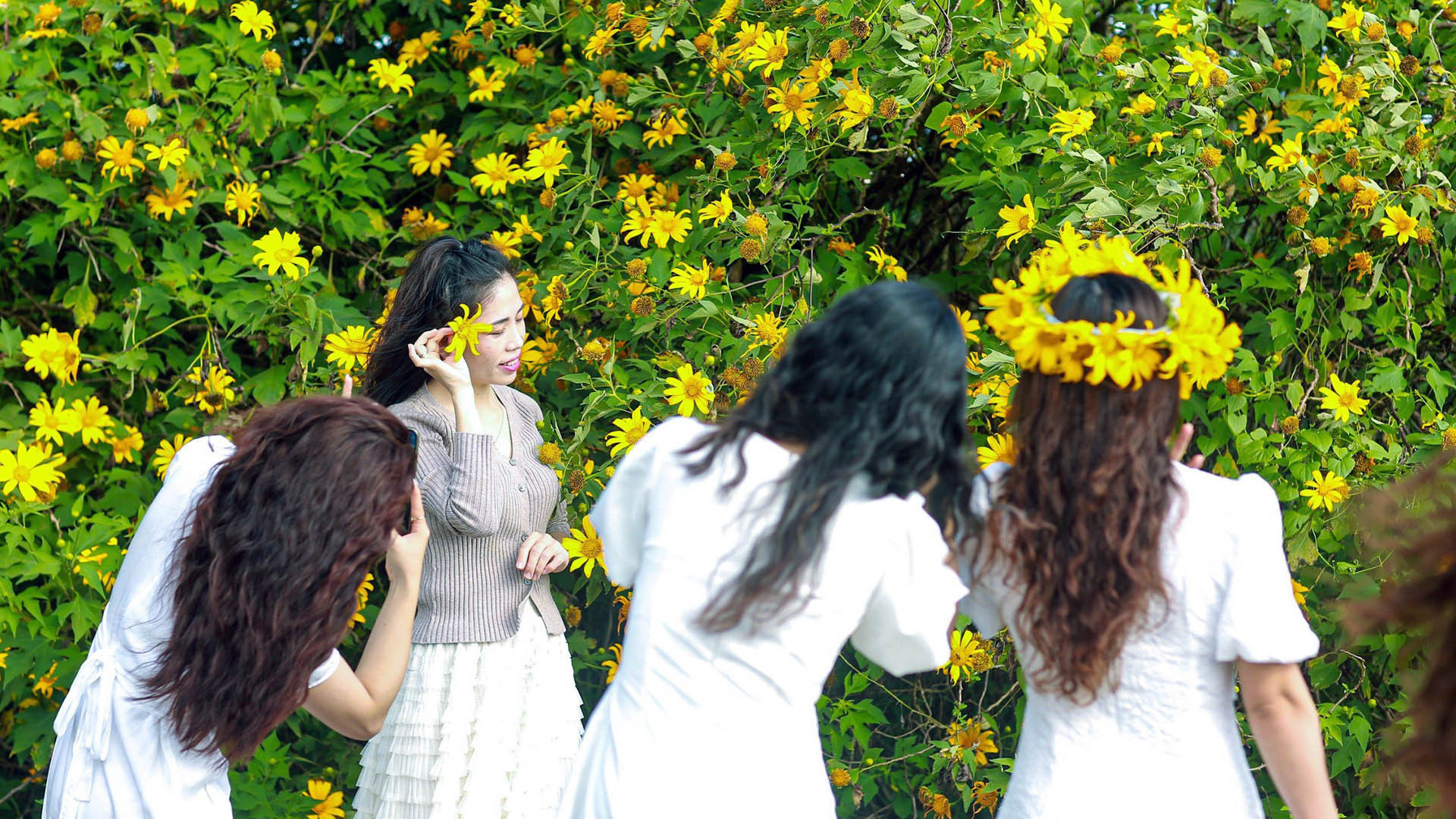 Nhiều người xao xuyến với động hoa vàng trong nhạc, trong thơ rồi nhớ Tây Nguyên, vấn vương miền nắng gió mỗi độ hoa vàng.