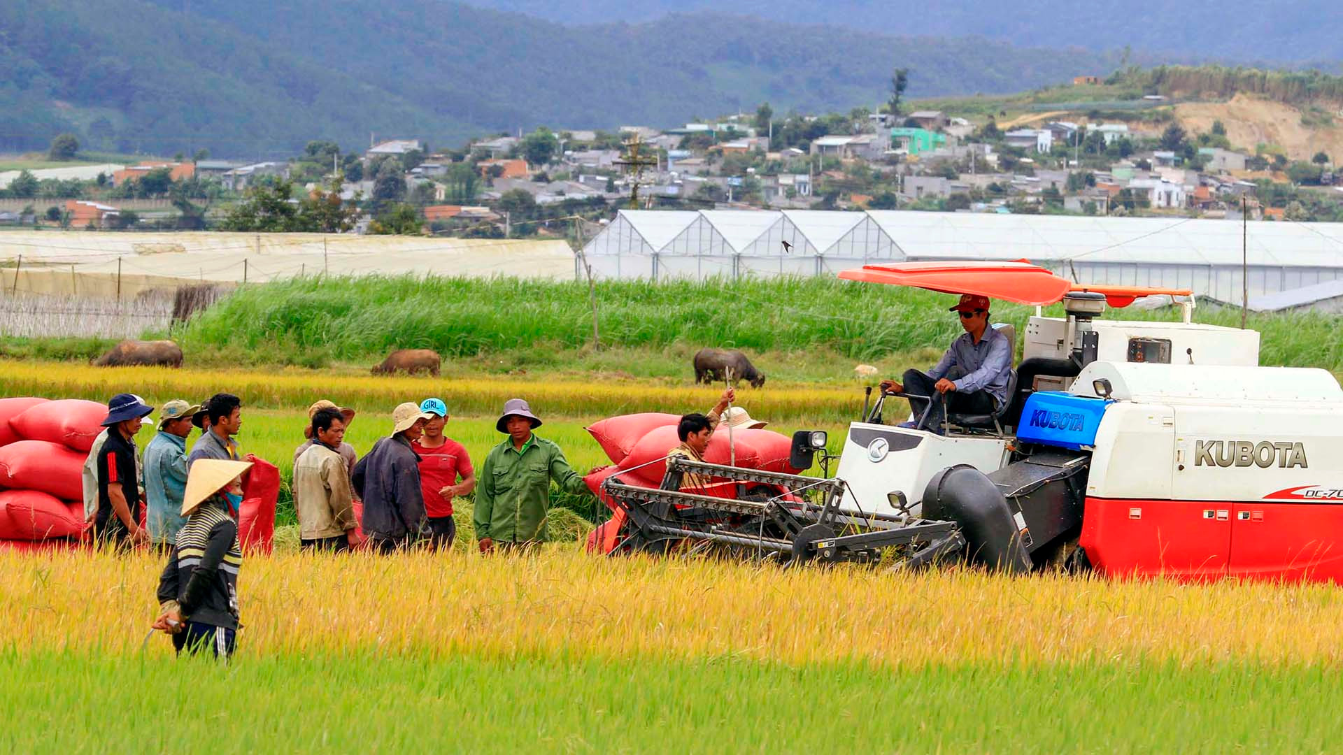 Mùa vàng ở Đơn Dương, huyện nông thôn mới đầu tiên tại Tây Nguyên.
