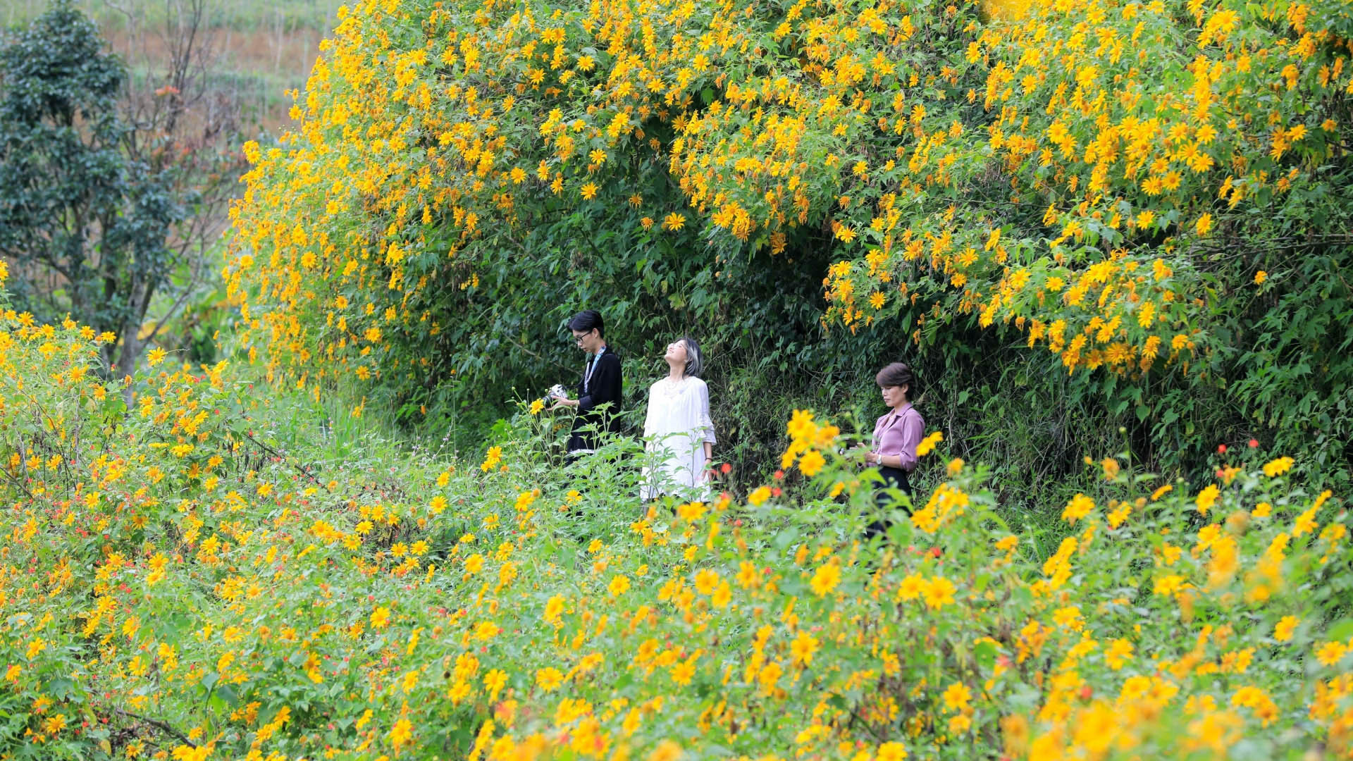 Khi loài hoa này bắt đầu bung cánh, người ta nhận biết Tây Nguyên vào mùa khô. Dã quỳ được ví là loài hoa “báo đông” là vậy, khi sắc vàng trải thảm trên những triền đồi, mùa đông đã đến.