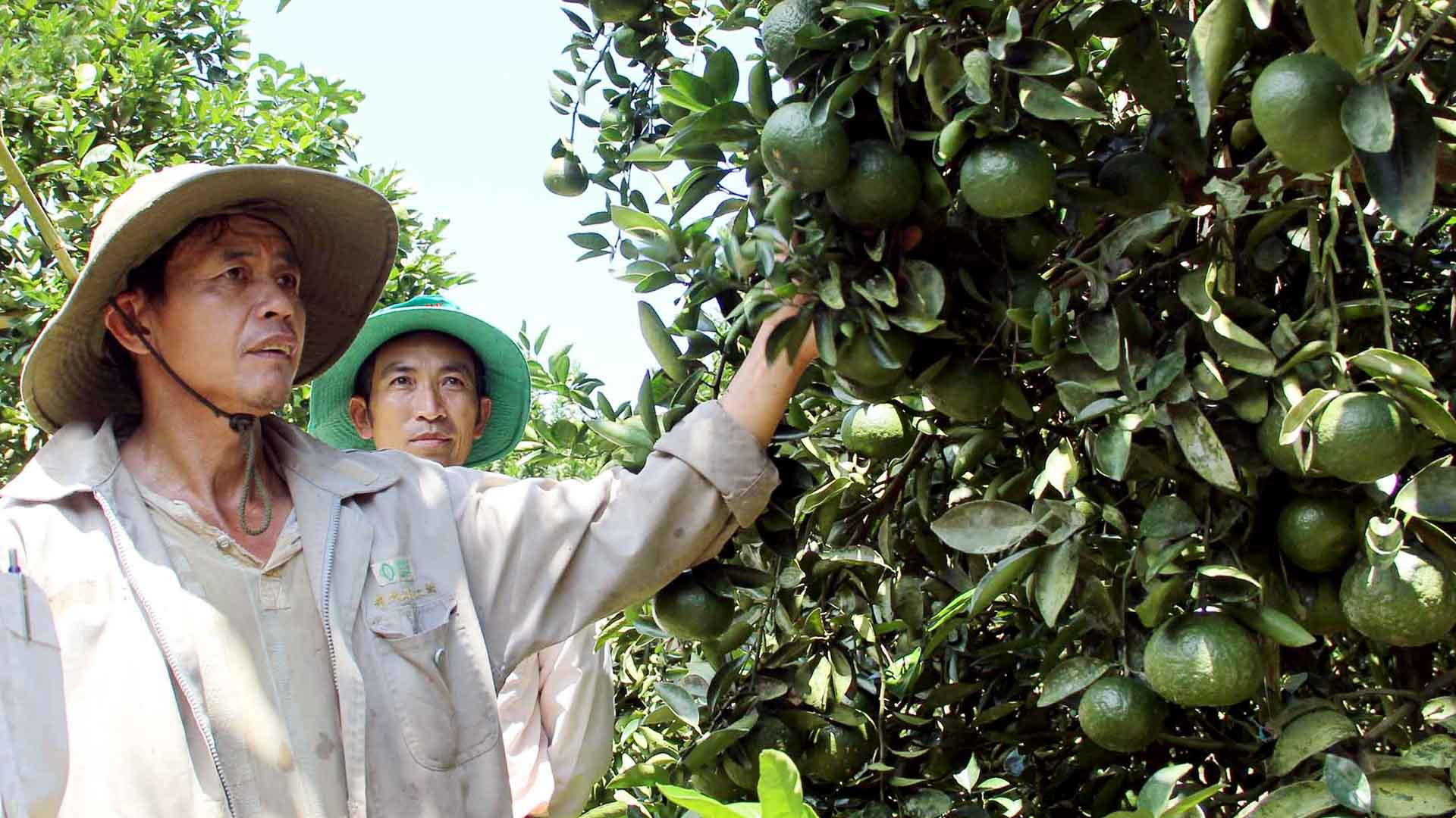 Cùng lợi thế thổ nhưỡng, khí hậu và tư duy đổi mới, tin rằng Đam Rông sẽ vươn lên mạnh mẽ.