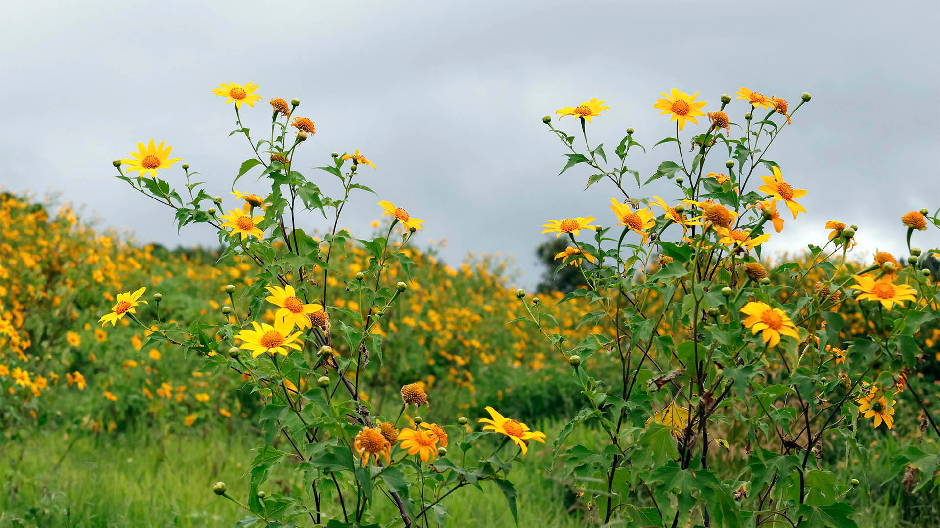 Dã quỳ, nhiều nơi có. Song, ở vùng đất Nam Tây Nguyên dã quỳ gây xao xuyến nhiều hơn. Bởi vùng sơn nguyên này có địa hình đặc trưng, núi đồi xếp lớp trong sương như miền mơ tưởng.