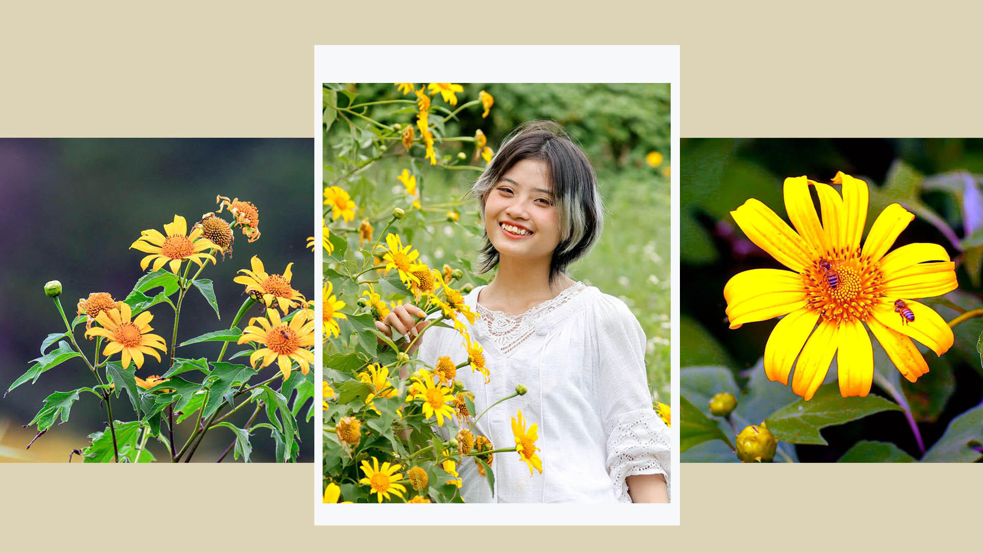 Khoảng tháng 10 hằng năm, khi Tây Nguyên chỉ còn thảng hoặc những cơn mưa, mùa nắng lạnh đặc trưng đến, là lúc dã quỳ thức tỉnh bung hoa khoe sắc.