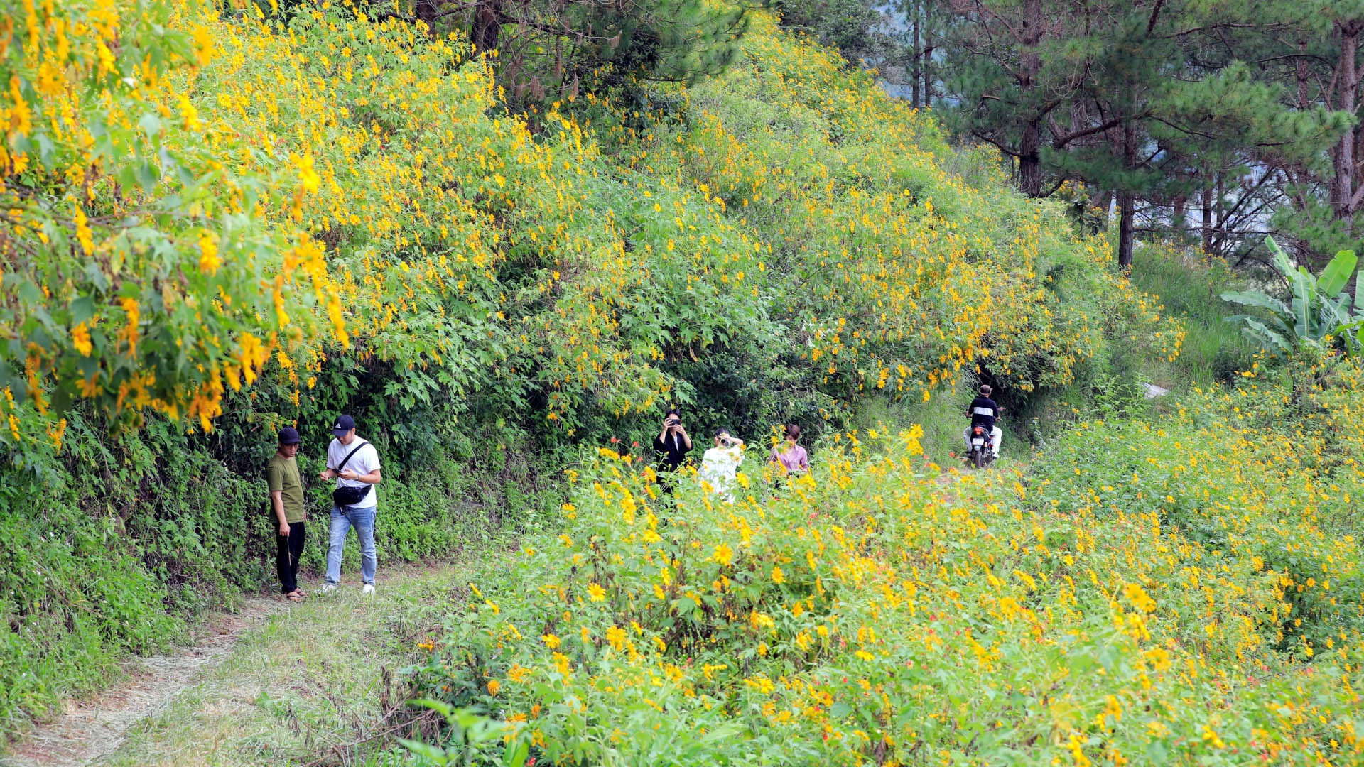 Dường như, hoa vàng mấy độ cũng không còn ai để ý. Dã quỳ bung cánh mỏng manh rồi chóng “cúi đầu” giữa miền đất đại ngàn. Dã quỳ nở không toan tính, cứ khoe hết màu vàng rực với trời đất, với vạn vật và miên man cùng nắng gió Tây Nguyên.