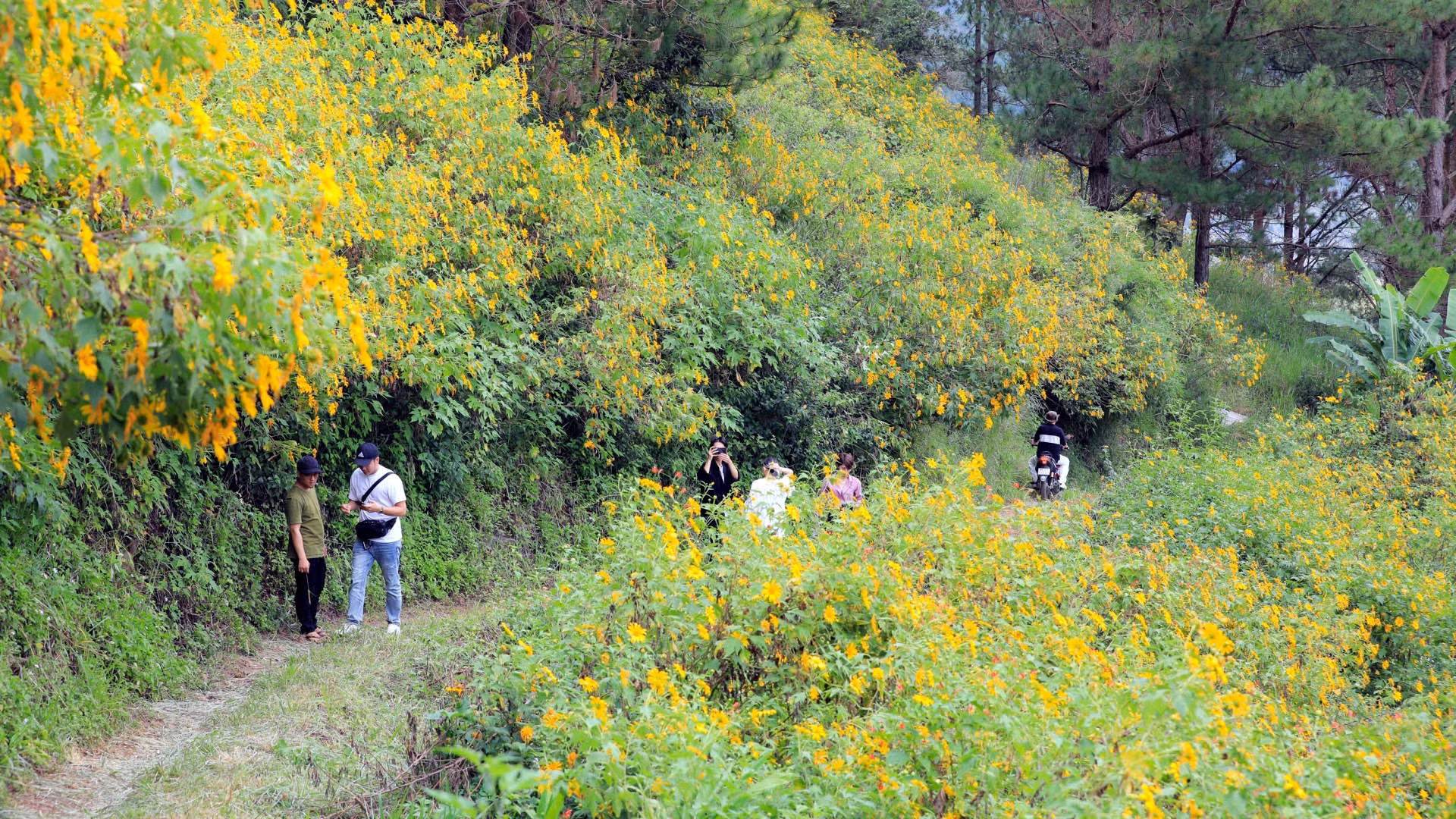 Dường như, hoa vàng mấy độ cũng không còn ai để ý. Dã quỳ bung cánh mỏng manh rồi chóng “cúi đầu” giữa miền đất đại ngàn. Dã quỳ nở không toan tính, cứ khoe hết màu vàng rực với trời đất, với vạn vật và miên man cùng nắng gió Tây Nguyên.