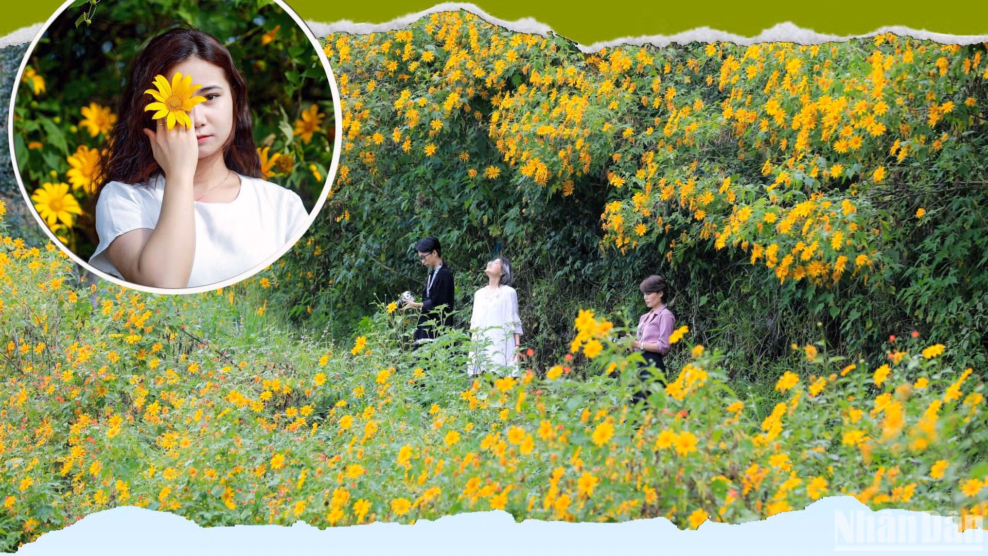 Dã quỳ dệt thảm vàng bên những triền thung trong mùa nắng lạnh ven đô Đà Lạt.