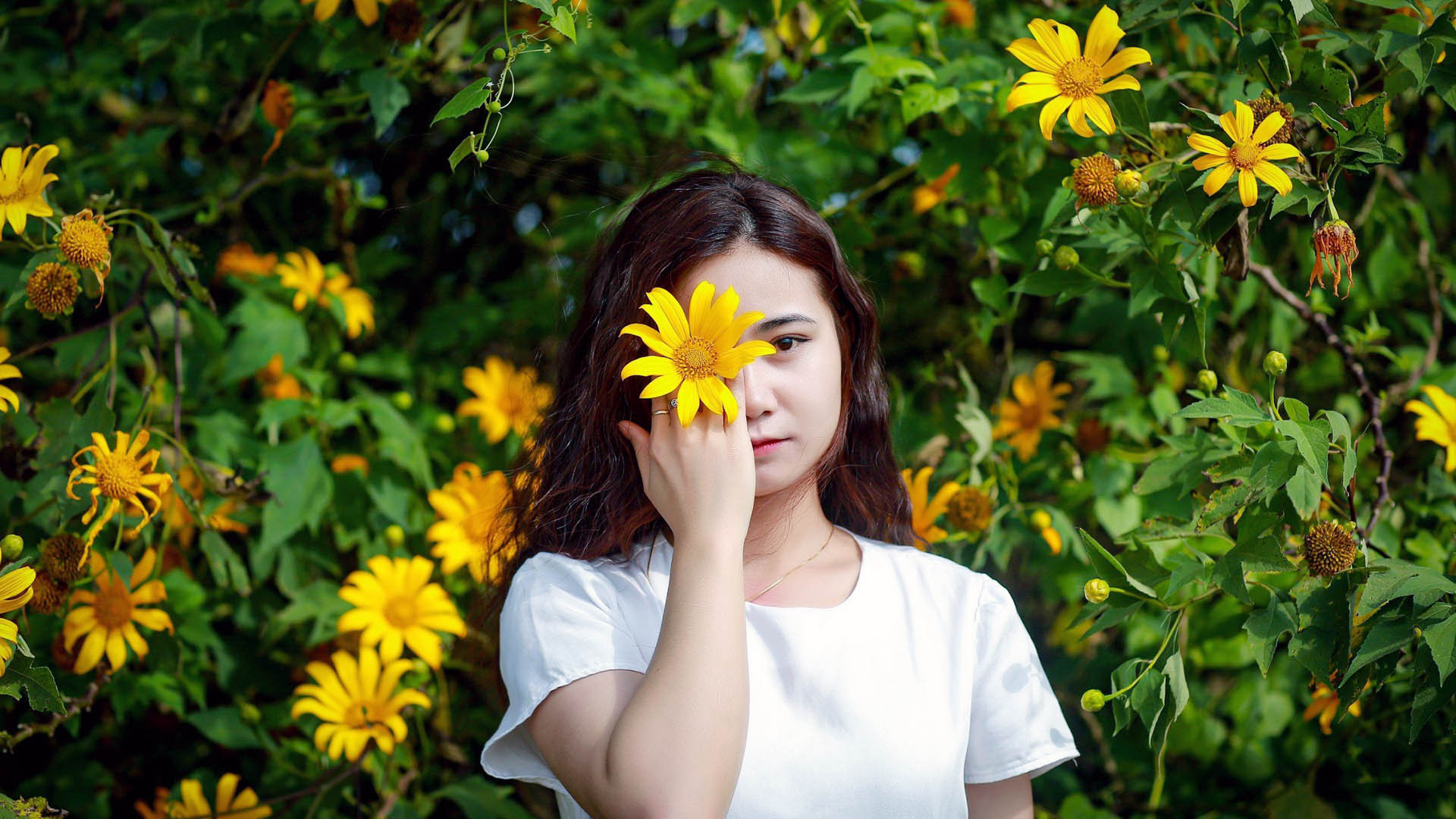 Dã quỳ, nhiều người quen gọi là cúc quỳ, riêng tên sơn quỳ nghe lạ lắm, nhưng cũng để chỉ loài hoa vàng này.