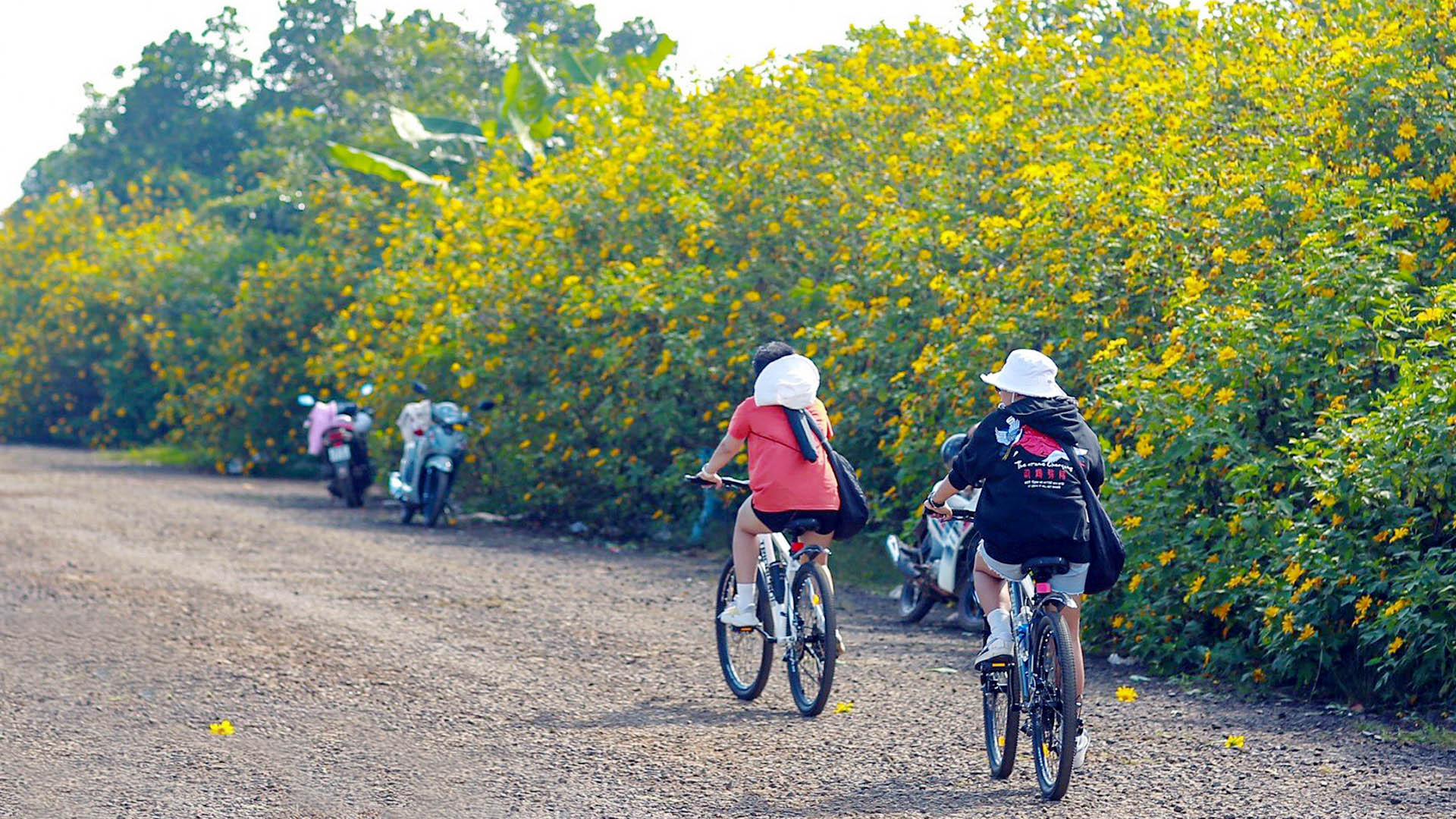 Điều đặc biệt khiến bao người xao xuyến với dã quỳ, bởi loài hoa hoang dại này luôn hòa mình vào khung cảnh thiên nhiên của vùng đất cao nguyên. Khiêm nhường dưới tán rừng, e ấp chốn hoang sơ… nhưng bao người ước muốn tìm về.