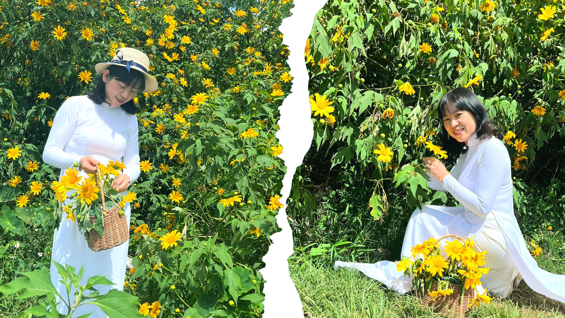 Chẳng cần nhắc nhớ. Khi những cô gái bắt đầu sửa soạn xiêm y như mùa đi hội, thả ánh mắt xa xăm về phía triền thung, mùa hoa vàng đã rộ. Dã quỳ óng ả nhất vào tháng 11, những chiếc là chưa biết ủ rũ, nhụy hoa chưa chuyển màu.