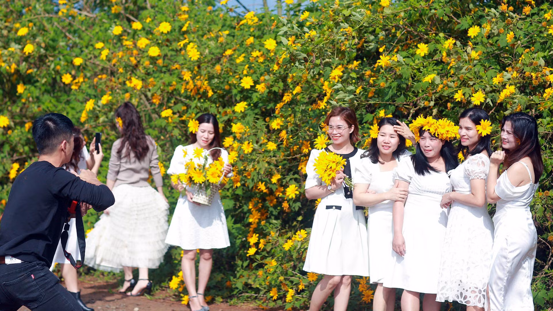 Loài hoa dại nhưng làm bao lữ khách đắm say. Hoa dã quỳ được ví như cô gái miền sơn cước, dung dị, bẽn lẽn nhưng đầy sức sống, ẩn chứa những “miền mơ tưởng” đầy hấp lực.