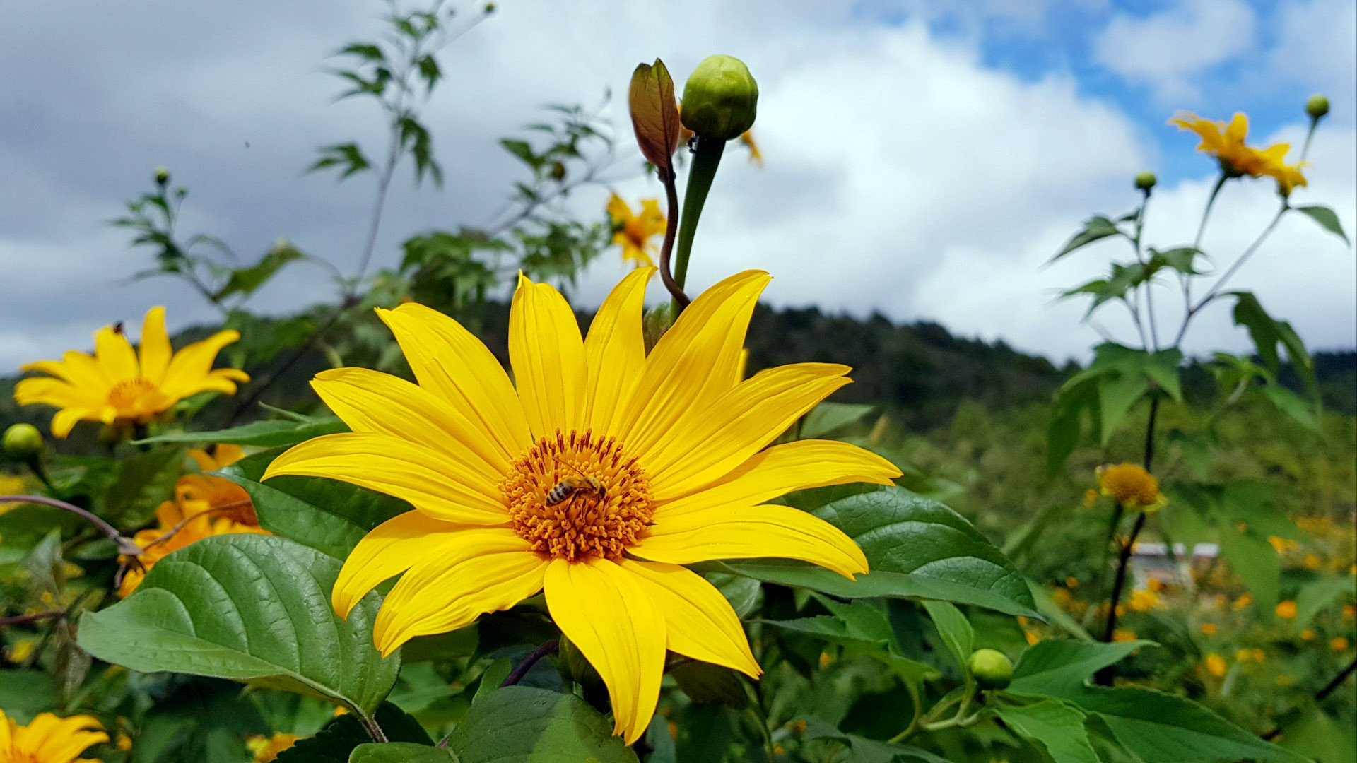 Gác lại những hoài niệm, cất giấu những ưu tư, hãy hòa vào thiên nhiên của cao nguyên đất lành và đắm đuối trong miền hoa vàng thơ mộng.