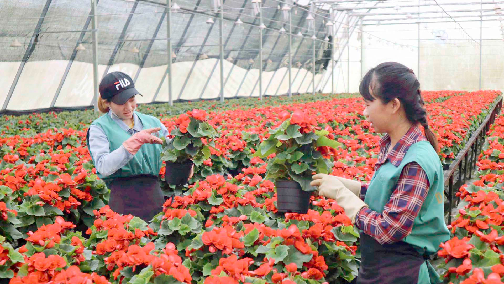 Sản xuất hoa công nghệ cao tại thành phố Đà Lạt, tỉnh Lâm Đồng.
