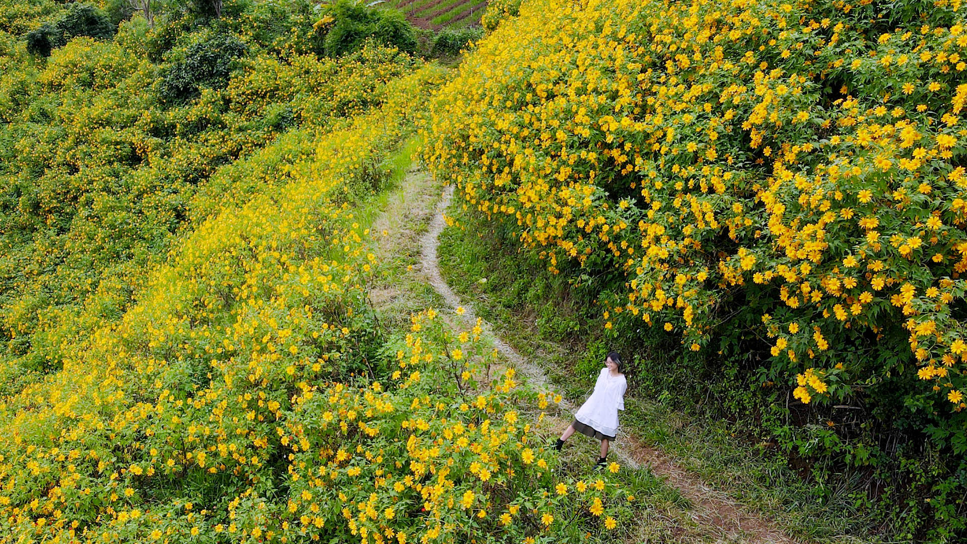 Ven đô Đà Lạt nắng vấn vương. Những cơn gió đi hoang qua những triền thung nhộm sắc dã quỳ. Ghé quán cà phê “cóc” chênh vênh bên đồi, được nghe lại bản nhạc “Đưa em tìm động hoa vàng”, rằng: “Ngày xưa có gã từ quan/ Lên non tìm động hoa vàng ngủ say…”, khiến lòng chơi vơi nỗi nhớ. Ừ thì, nhớ những mùa hoa…