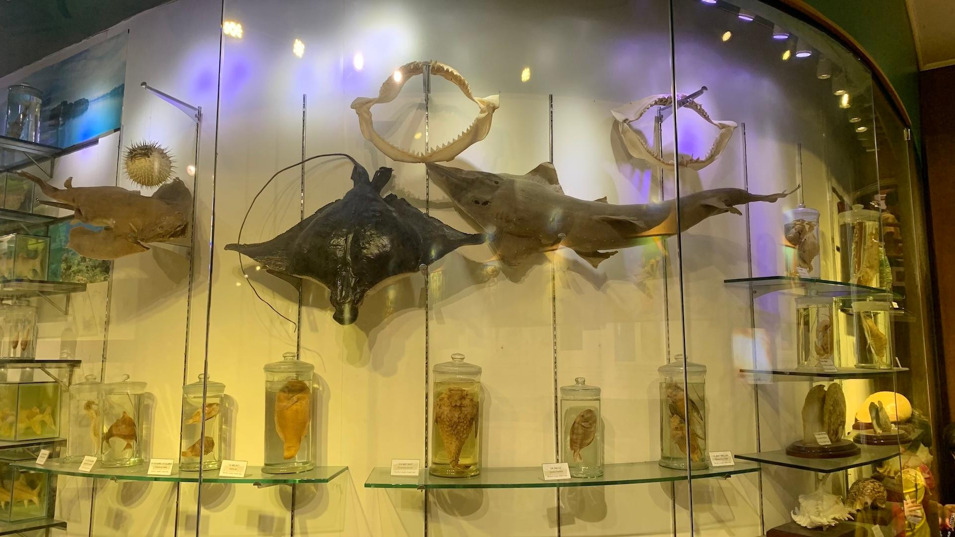 [Ảnh] Cuối tuần vừa chơi, vừa học tại Bảo tàng Thiên nhiên Việt Nam ảnh 9