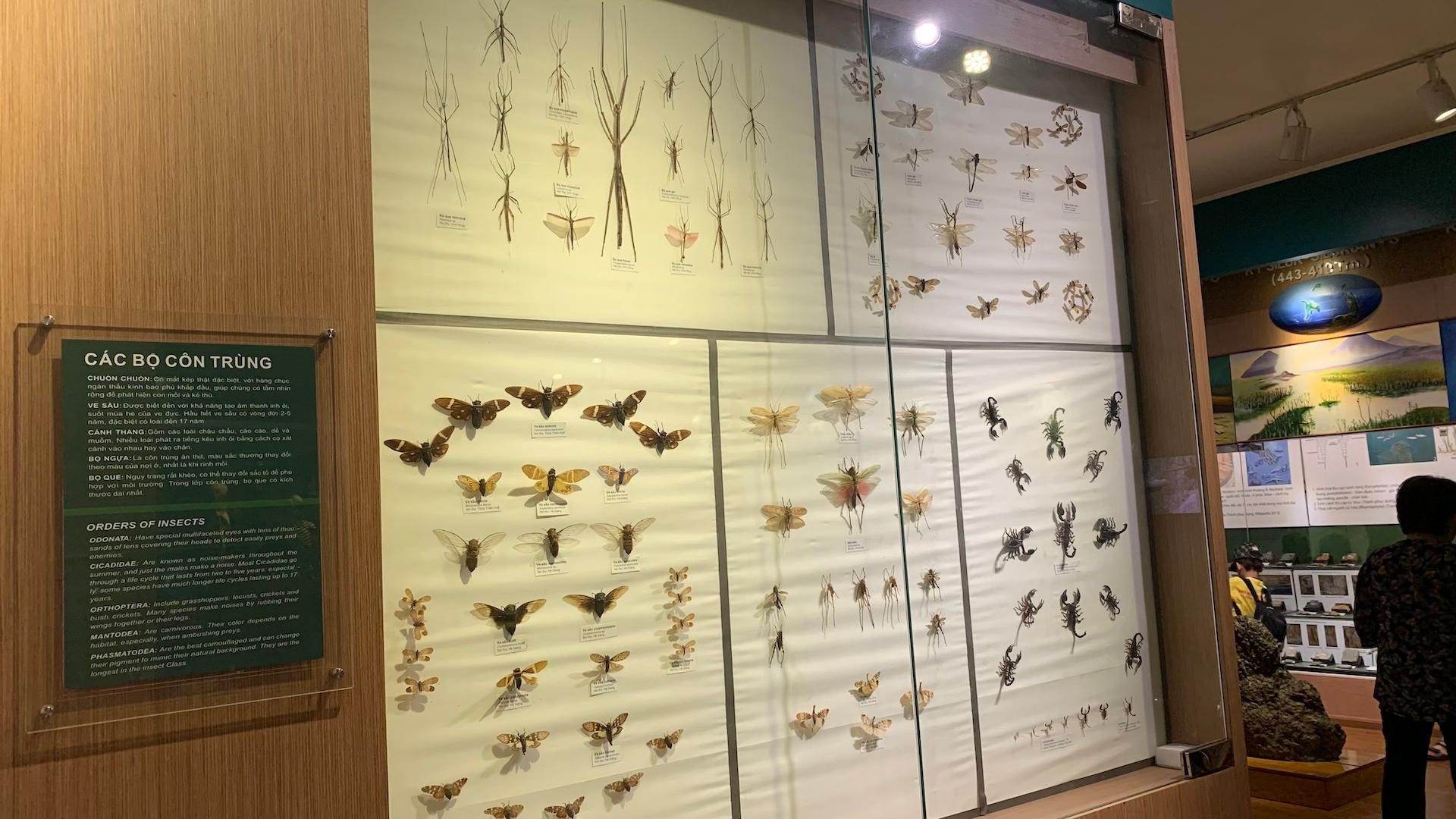 [Ảnh] Cuối tuần vừa chơi, vừa học tại Bảo tàng Thiên nhiên Việt Nam ảnh 13