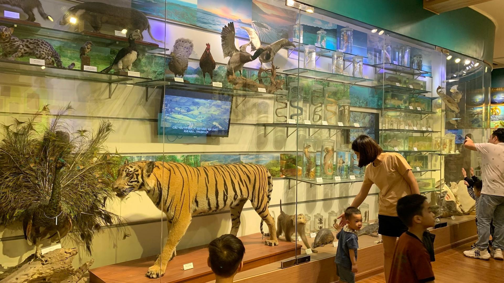 [Ảnh] Cuối tuần vừa chơi, vừa học tại Bảo tàng Thiên nhiên Việt Nam ảnh 11
