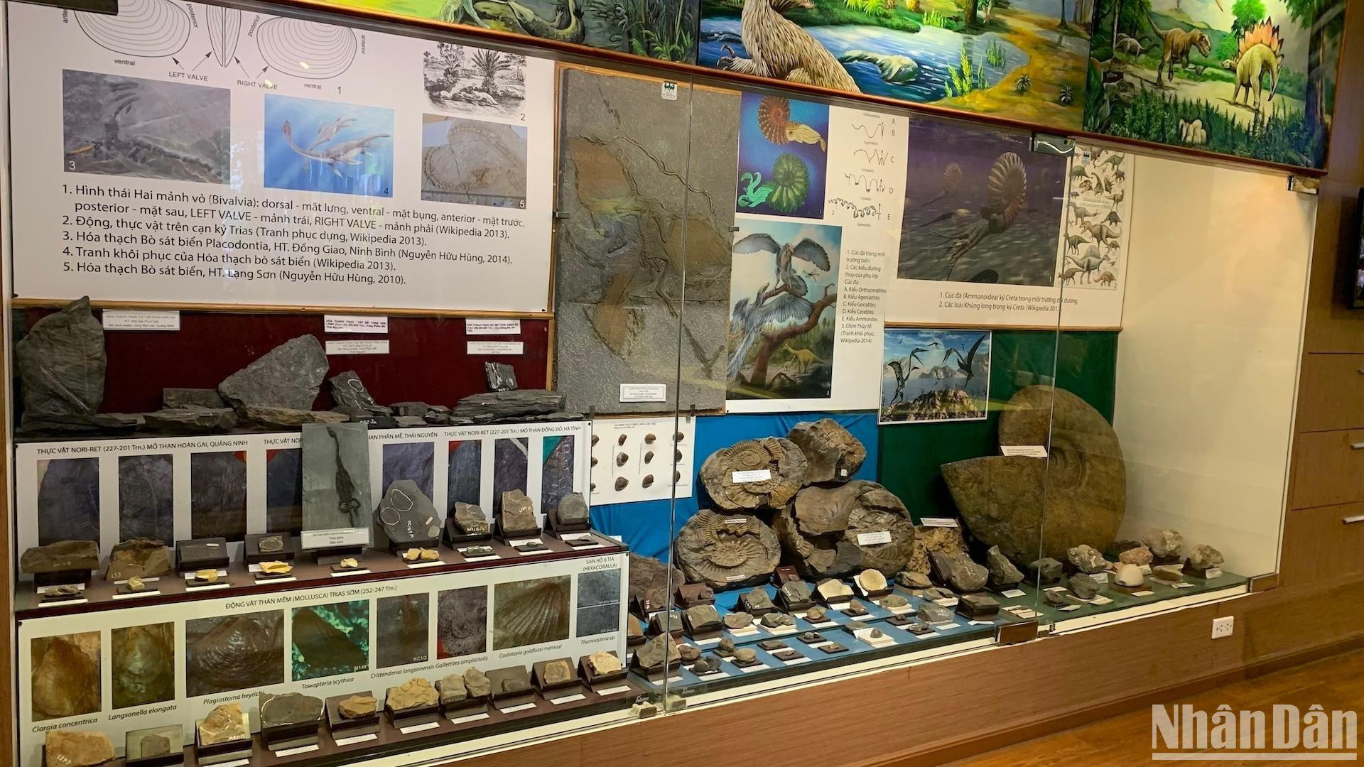 [Ảnh] Cuối tuần vừa chơi, vừa học tại Bảo tàng Thiên nhiên Việt Nam ảnh 5