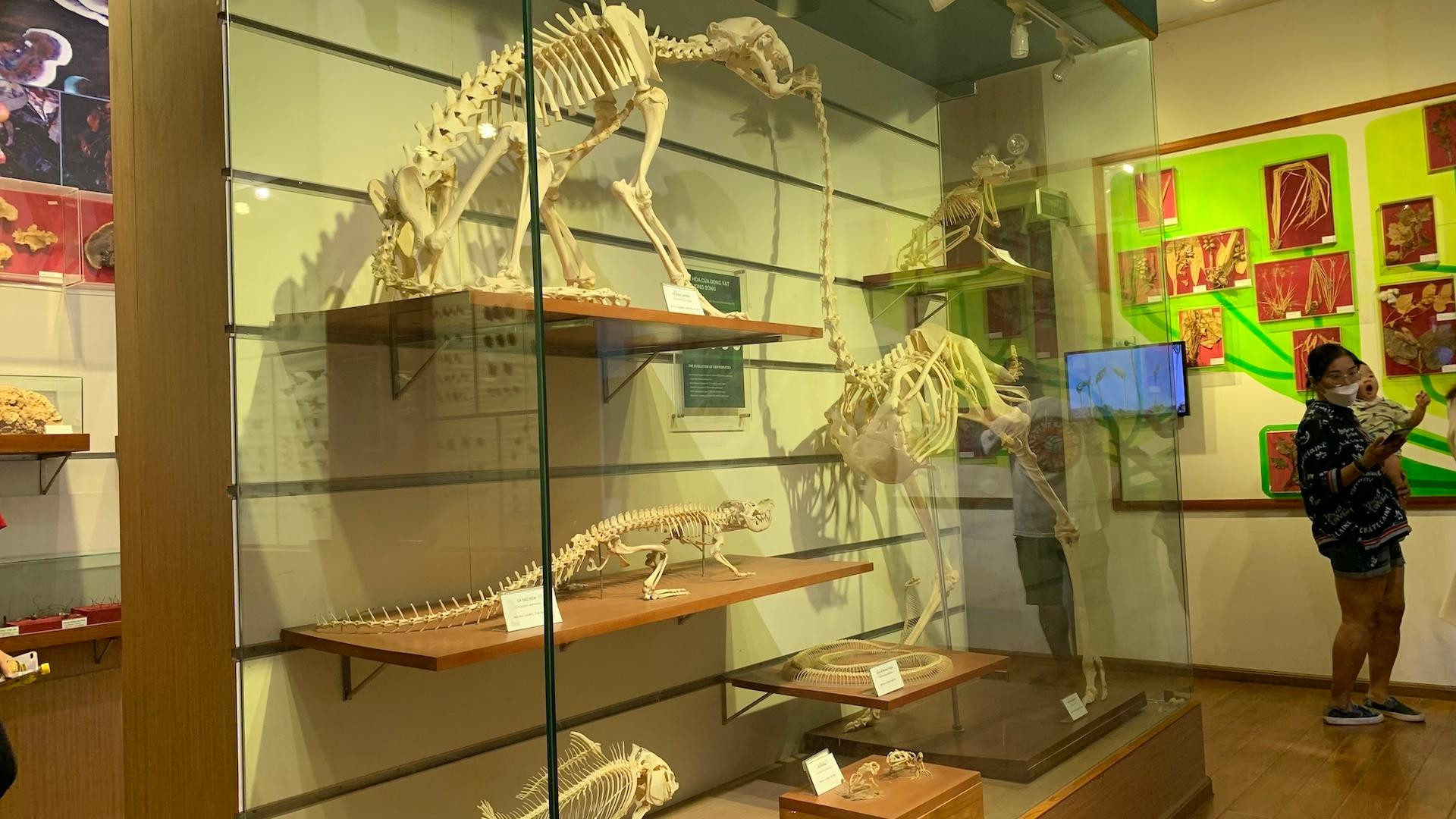 [Ảnh] Cuối tuần vừa chơi, vừa học tại Bảo tàng Thiên nhiên Việt Nam ảnh 15