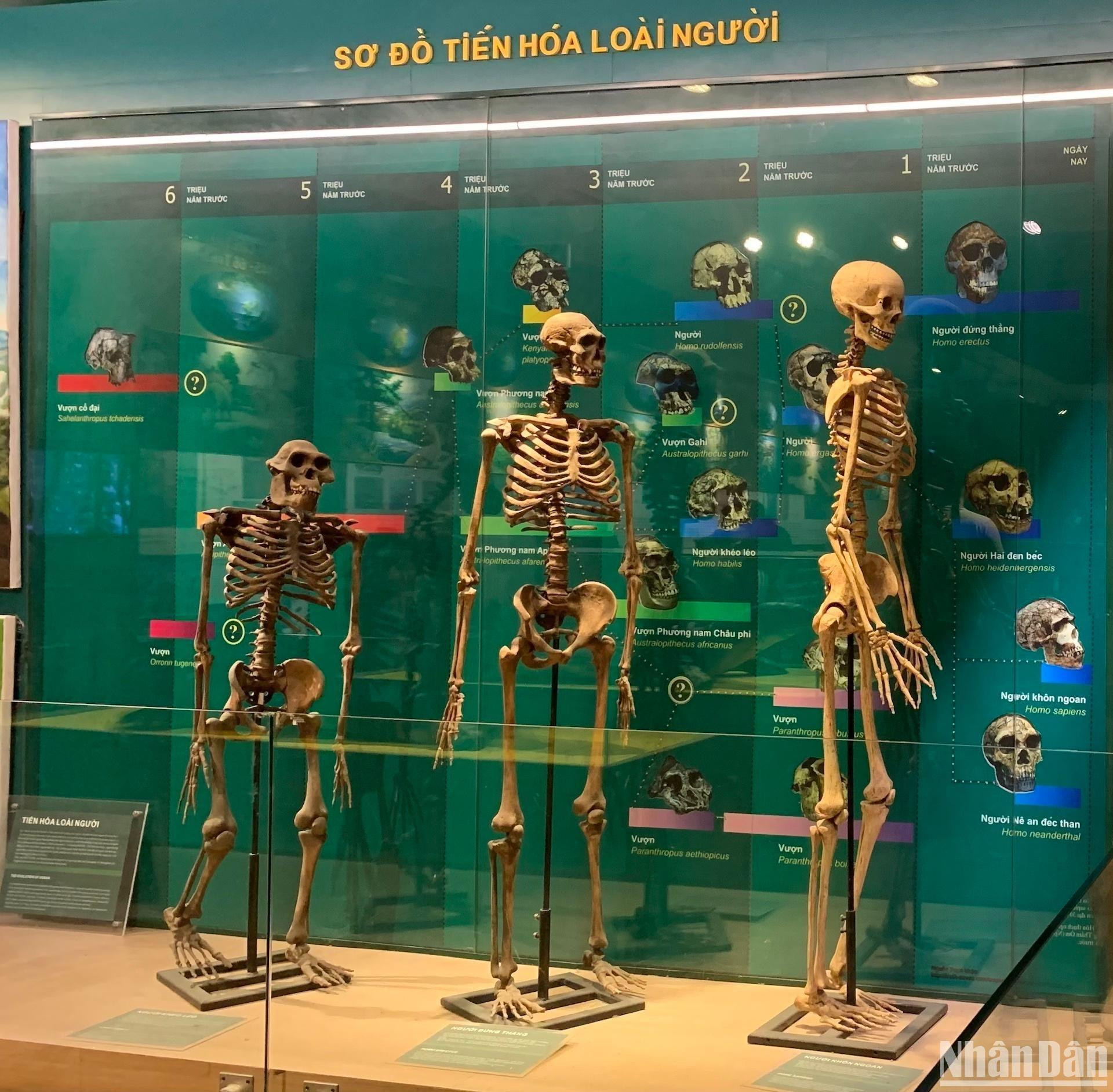 [Ảnh] Cuối tuần vừa chơi, vừa học tại Bảo tàng Thiên nhiên Việt Nam ảnh 6