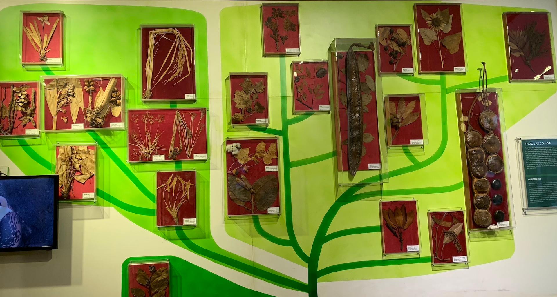 [Ảnh] Cuối tuần vừa chơi, vừa học tại Bảo tàng Thiên nhiên Việt Nam ảnh 16
