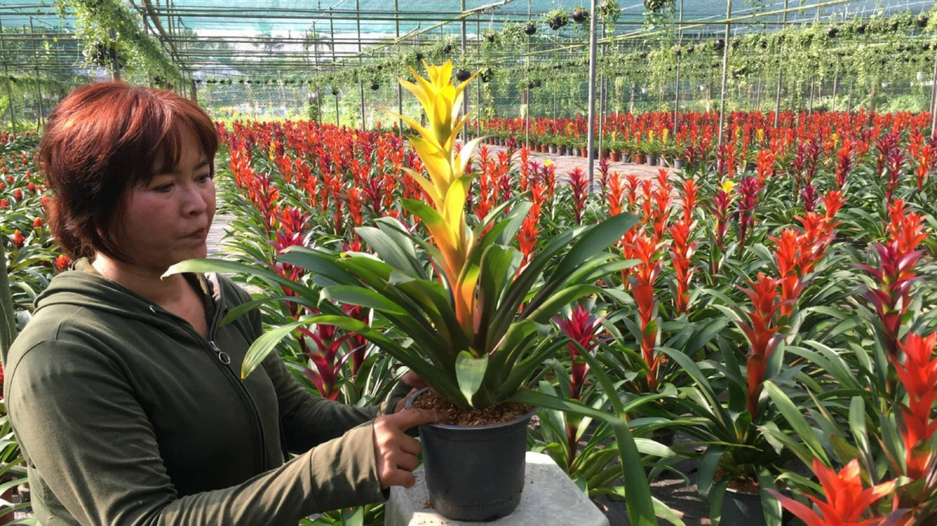 Gia đình bà Nguyễn Thị Nga đầu tư nhà lưới, hệ thống tưới tự động để sản xuất hoa kiểng Gia đình bà Nguyễn Thị Nga đầu tư nhà lưới, hệ thống tưới tự động để sản xuất hoa kiểng