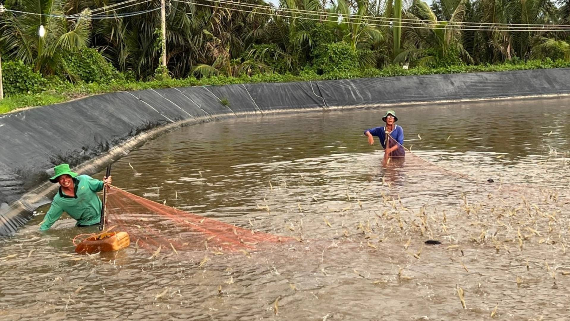 Nuôi tôm công nghiệp trở thành ngành kinh tế quan trọng của địa phương.