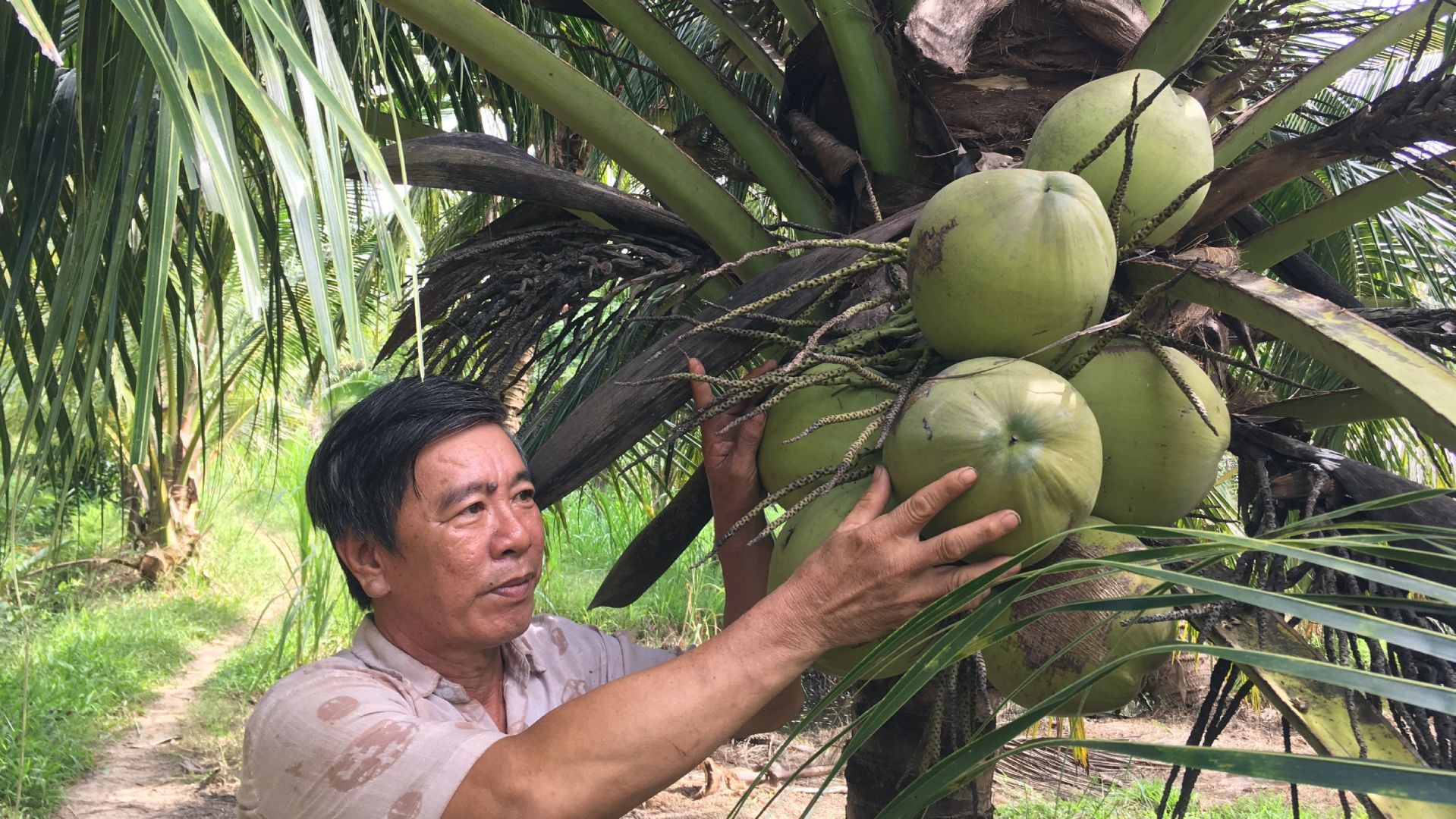 Nông dân từng bước trồng dừa theo chuẩn hữu cơ phục vụ xuất khẩu. Nông dân từng bước trồng dừa theo chuẩn hữu cơ phục vụ xuất khẩu.