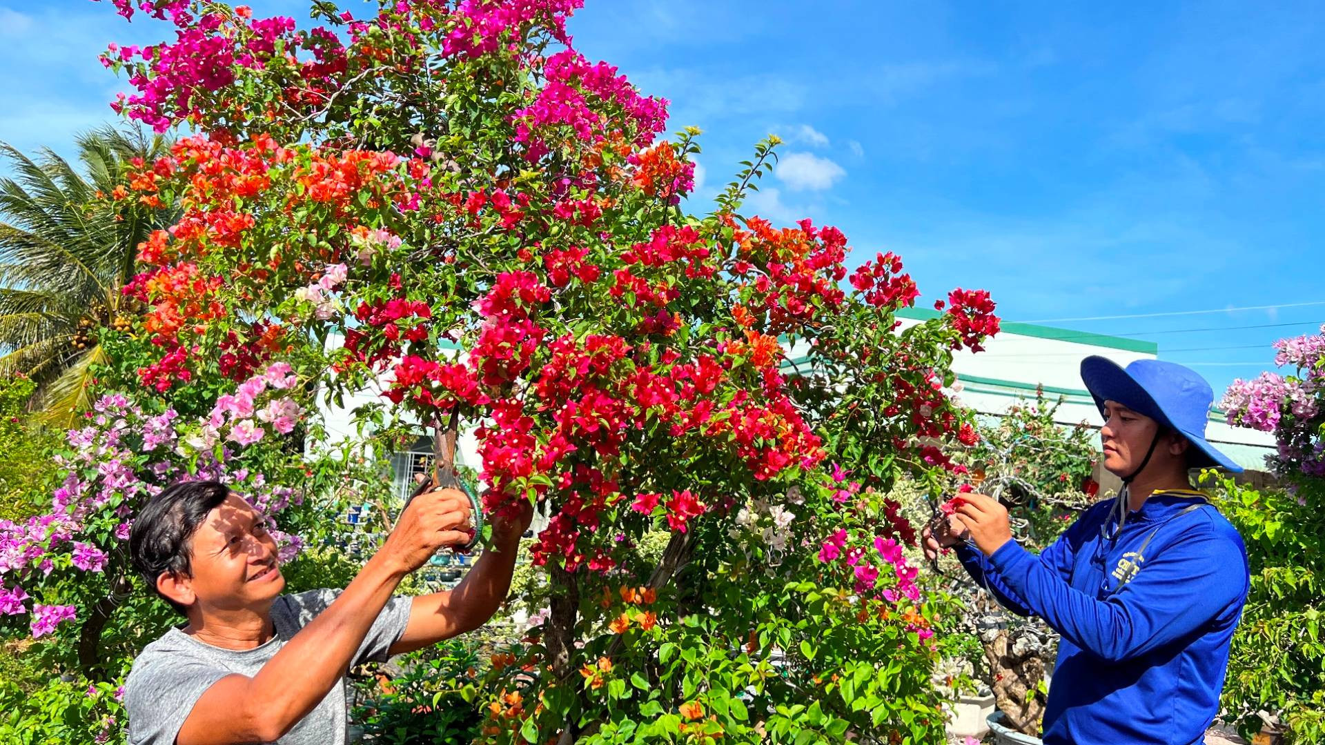 Sản xuất hoa giấy tại làng hoa Phú Sơn (huyện Chợ Lách, tỉnh Bến Tre). Sản xuất hoa giấy tại làng hoa Phú Sơn (huyện Chợ Lách, tỉnh Bến Tre).