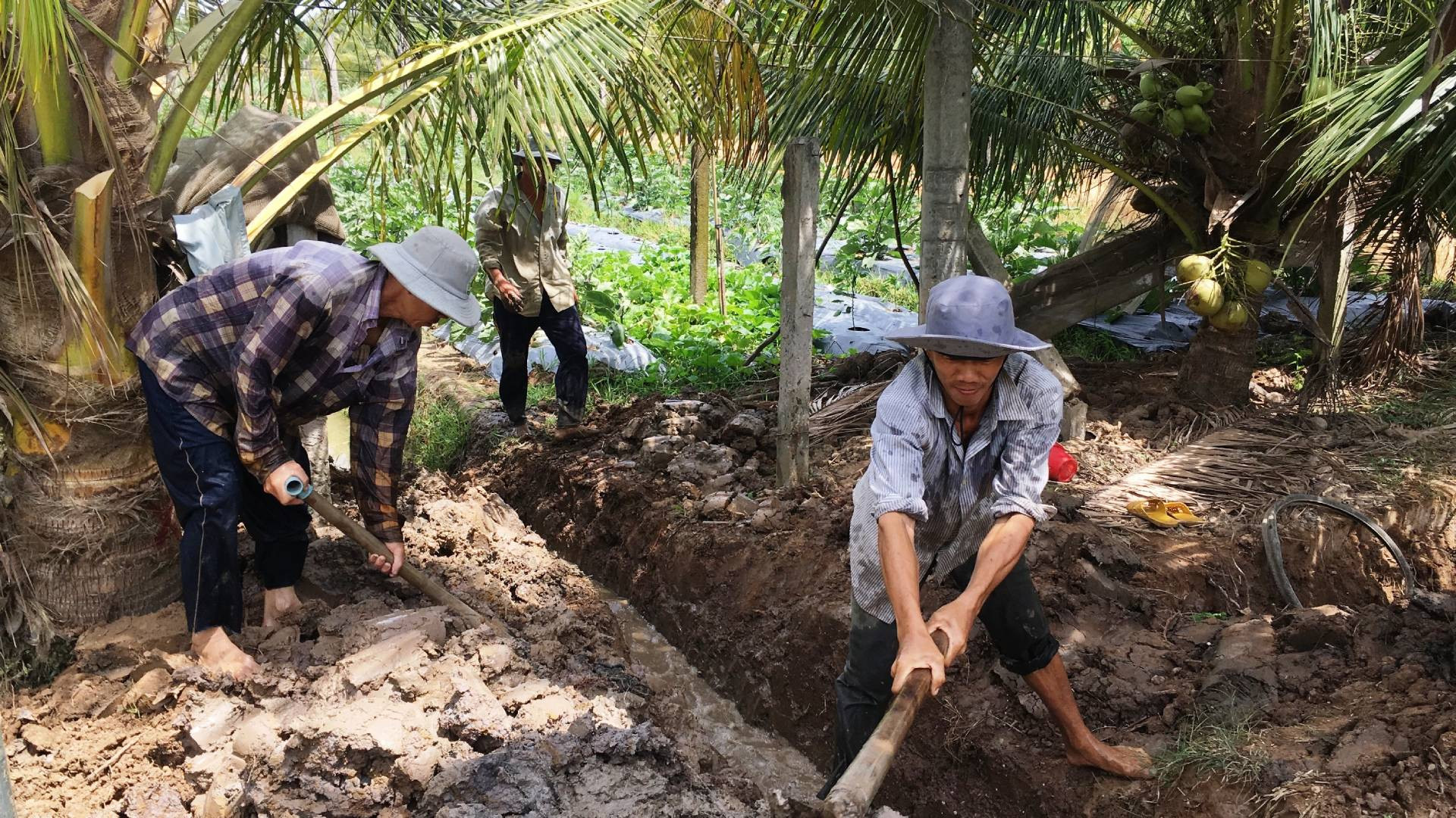 Cây dừa có tiềm năng lớn tham gia thị trường tín chỉ carbon. (Ảnh: HOÀNG TRUNG)