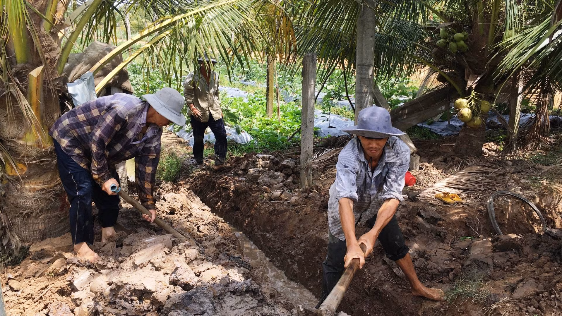 Cây dừa có tiềm năng lớn tham gia thị trường tín chỉ carbon. (Ảnh: HOÀNG TRUNG)