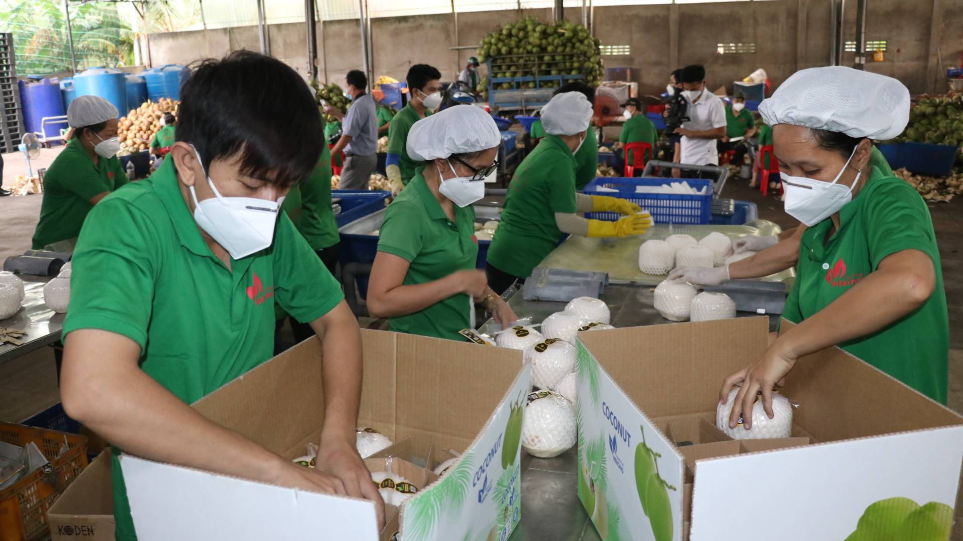 Sơ chế, đóng gói dừa tươi xuất khẩu tại huyện Châu Thành (tỉnh Bến Tre). (Ảnh: HOÀNG TRUNG)