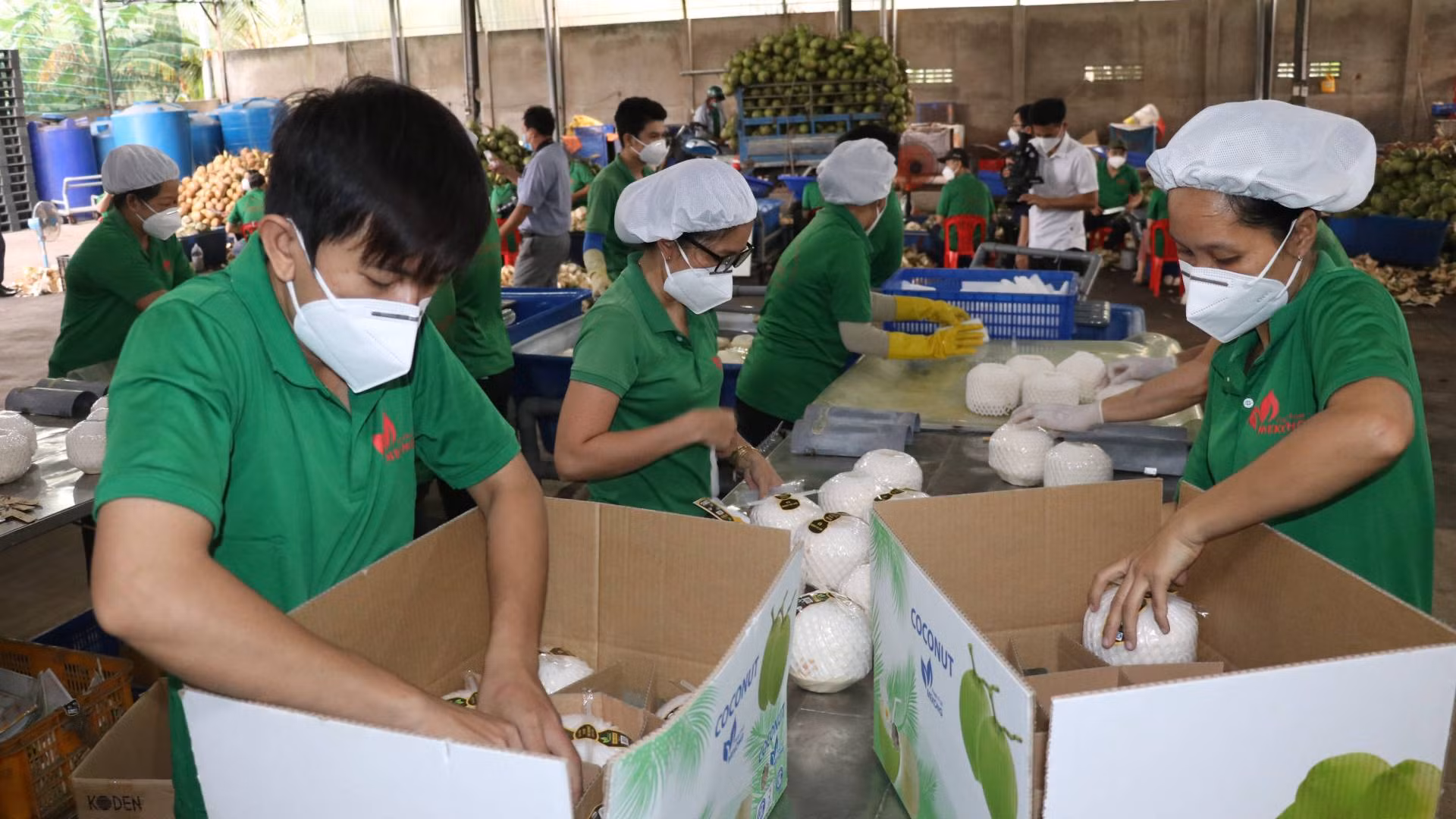 Sơ chế, đóng gói dừa tươi xuất khẩu tại huyện Châu Thành (tỉnh Bến Tre). (Ảnh: HOÀNG TRUNG)