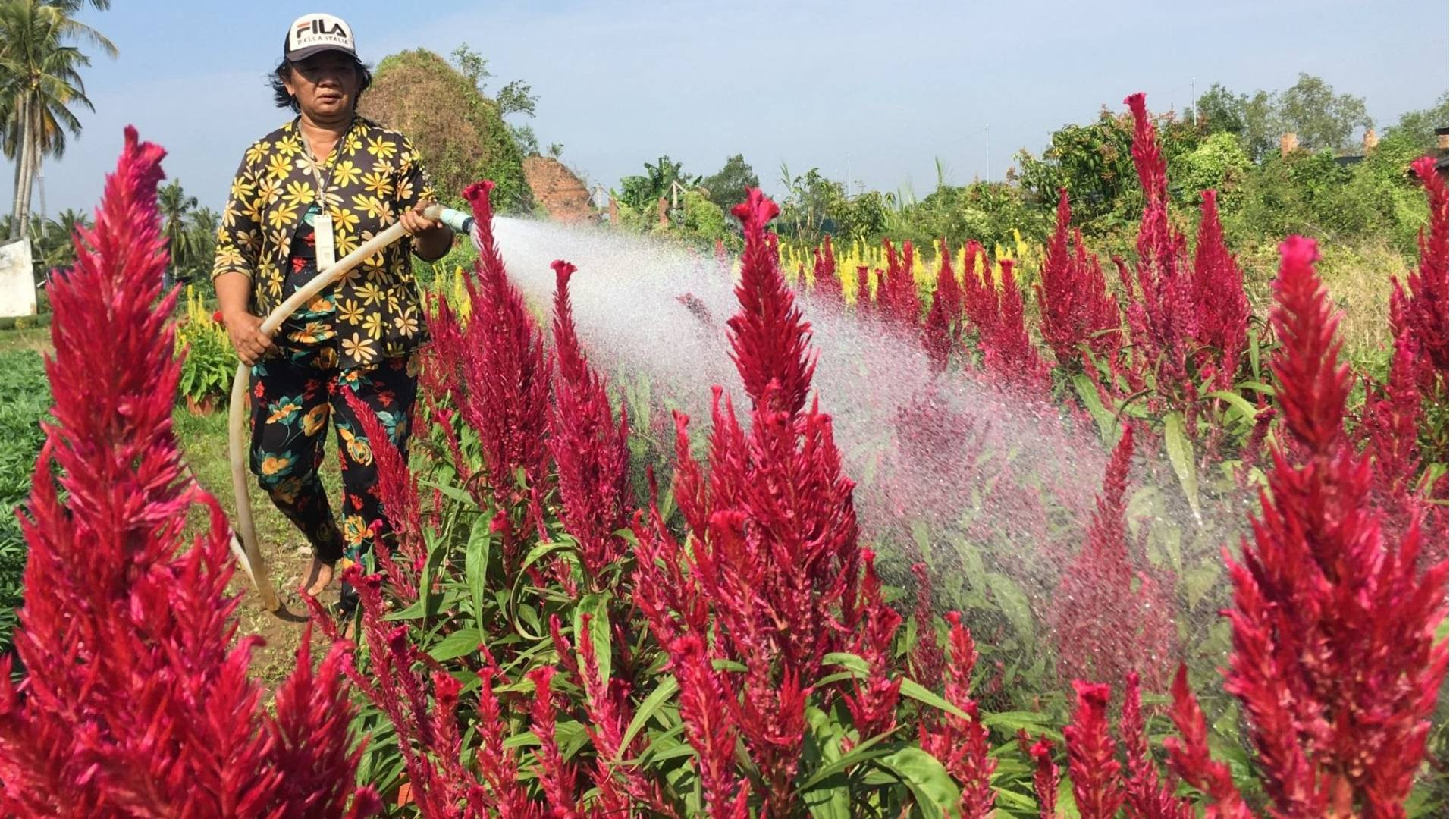 Sản xuất hoa kiểng tại huyện Chợ Lách (tỉnh Bến Tre) hướng đến phát triển bền vững. Sản xuất hoa kiểng tại huyện Chợ Lách (tỉnh Bến Tre) hướng đến phát triển bền vững.