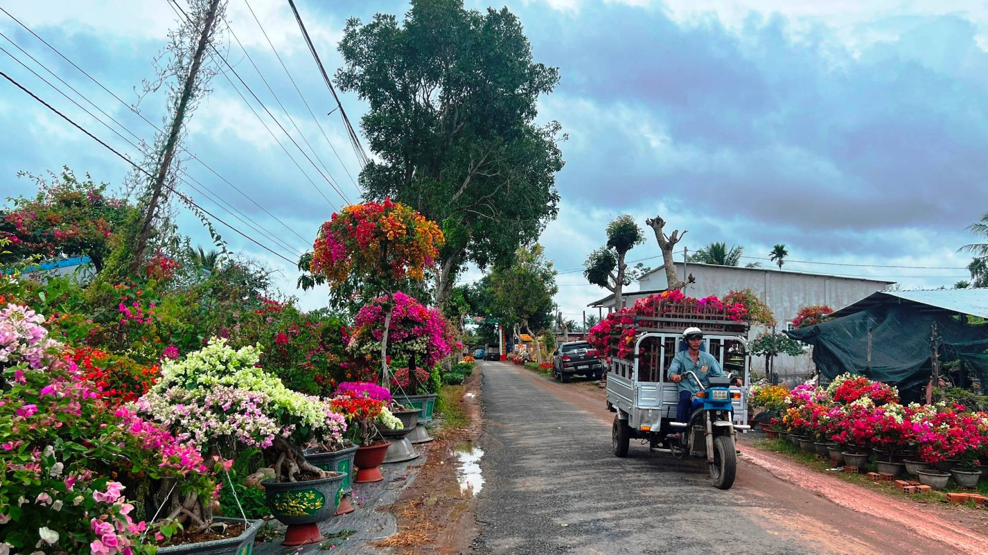 Tỉnh Bến Tre triển khai đề án phát triển cây giống, hoa kiểng mang tầm quốc gia Tỉnh Bến Tre triển khai đề án phát triển cây giống, hoa kiểng mang tầm quốc gia